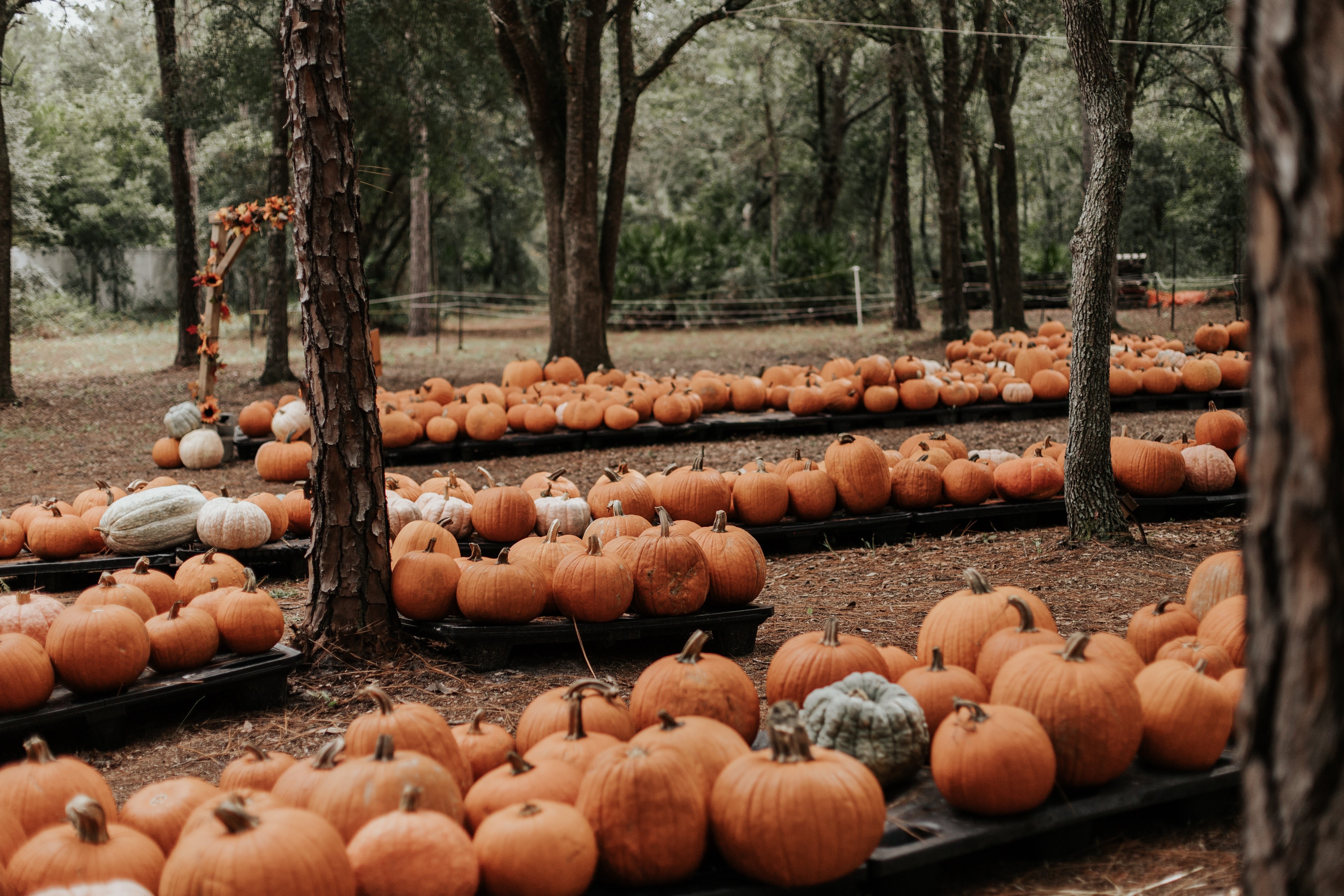 4K Pumpkin Patch in Forest HD Wallpaper