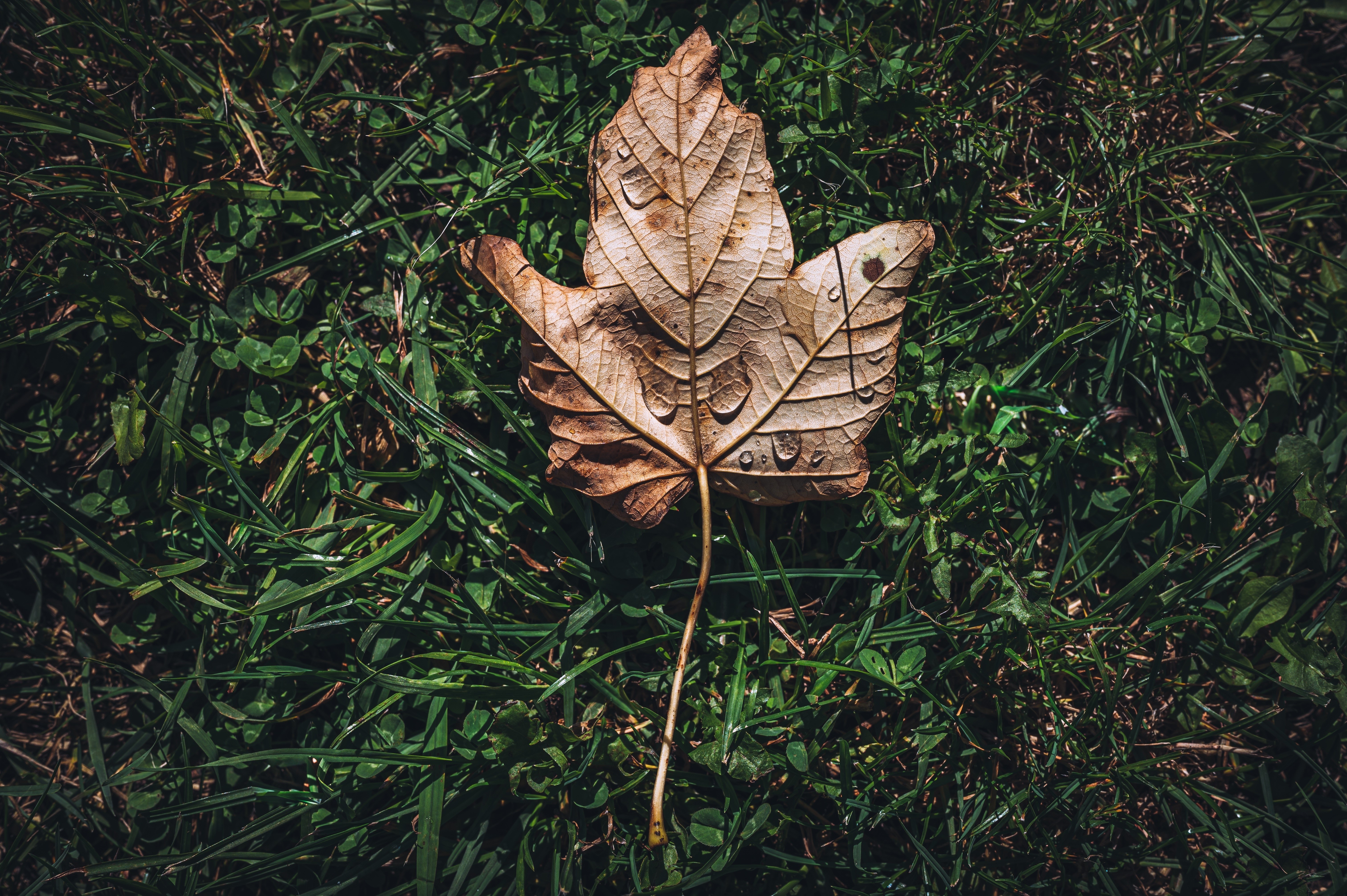 Fallen leaf with water drops on grass HD Wallpaper