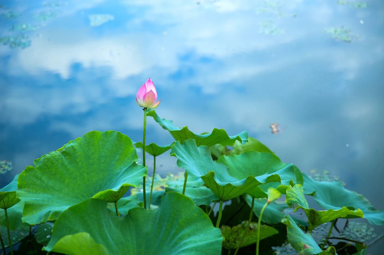 Pink lotus bud and green leaves on a lake HD Wallpaper