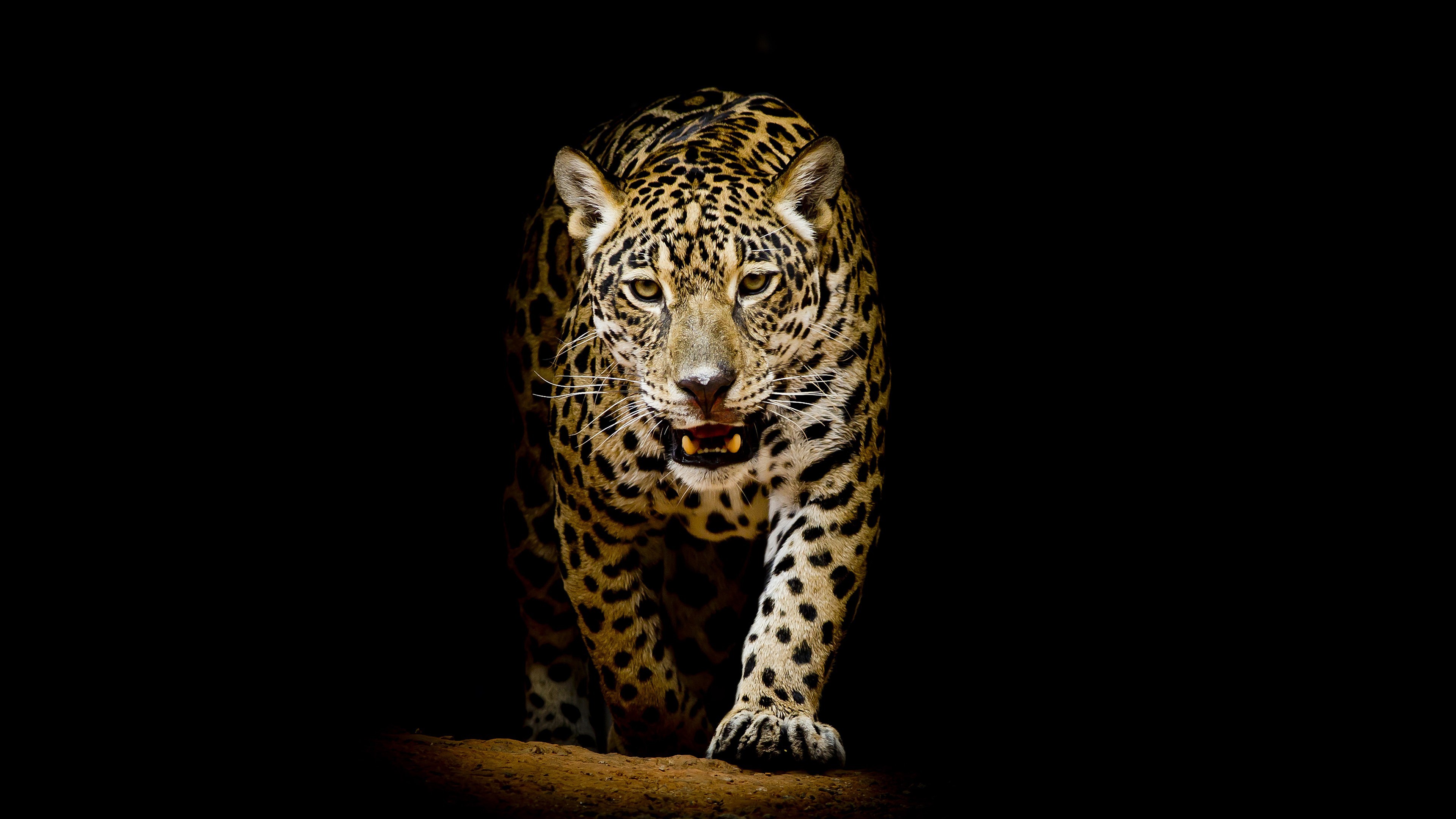 Jaguar walking in the dark HD Wallpaper