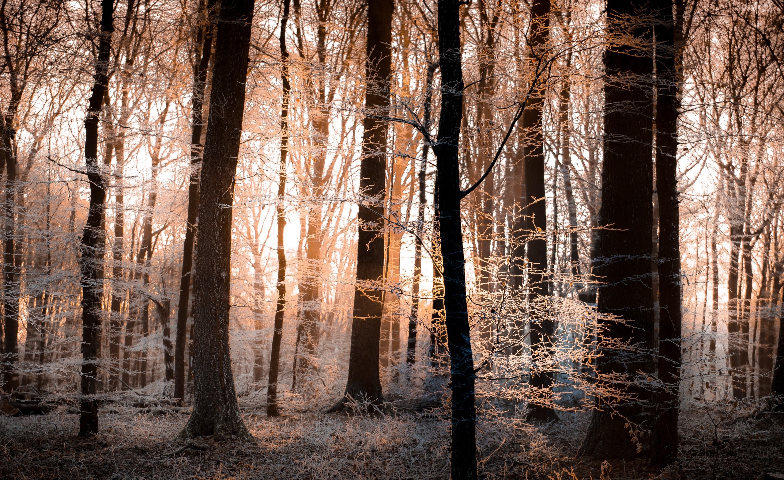 Frost covered trees in a forest at sunrise HD Wallpaper