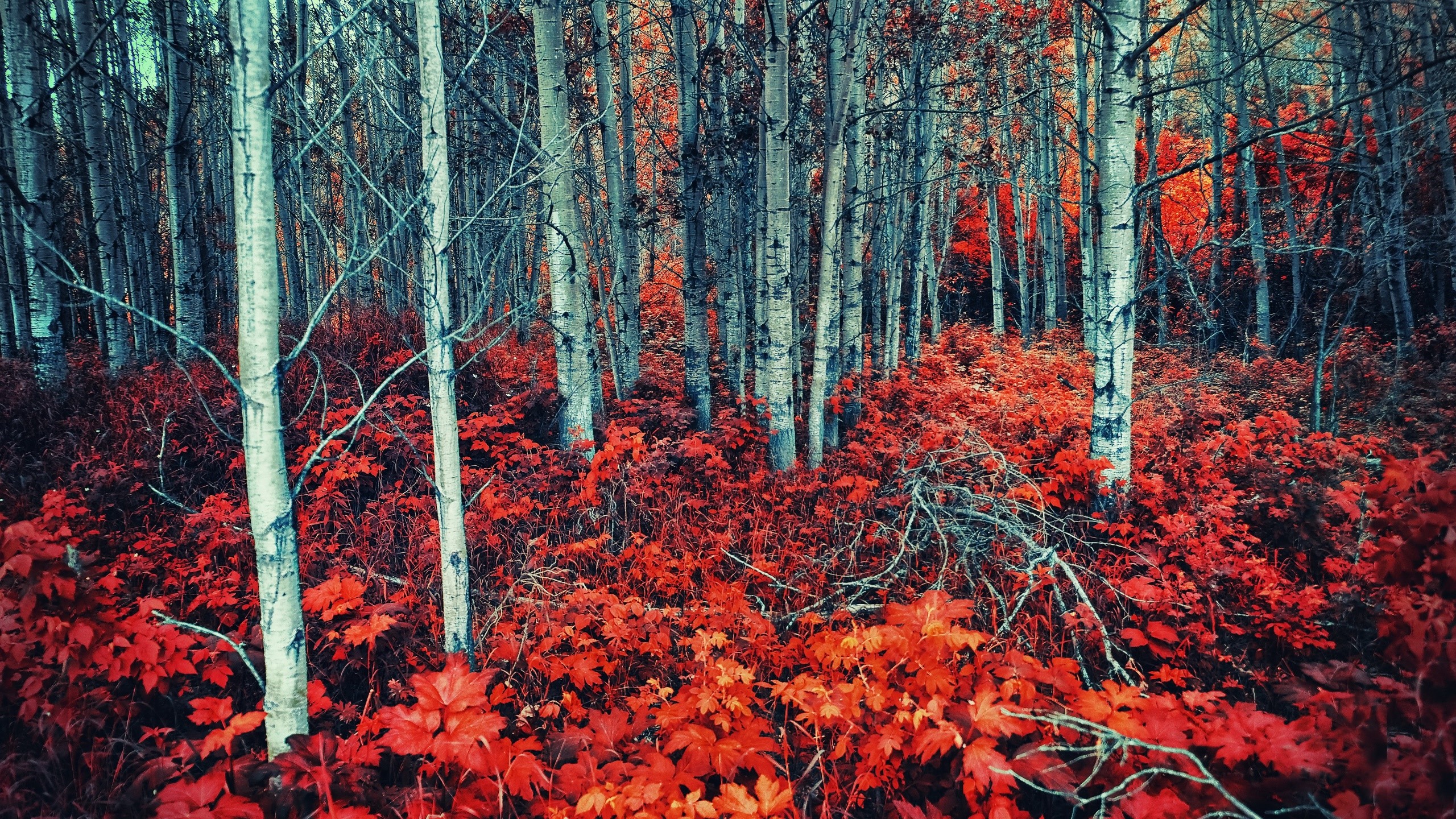 Forest with red leaves and birch trees HD Wallpaper