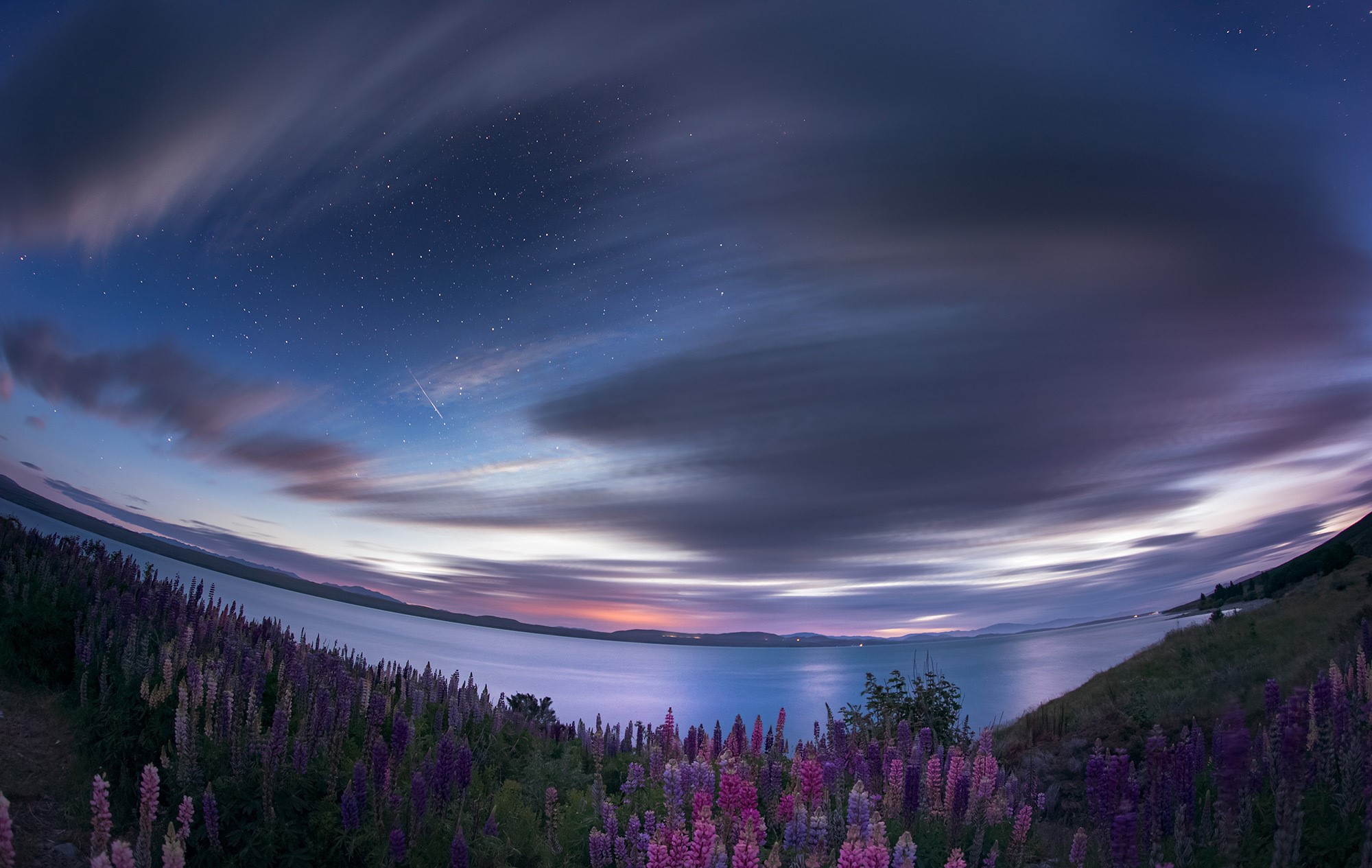 Lupine flowers by a lake under a starry sky HD Wallpaper