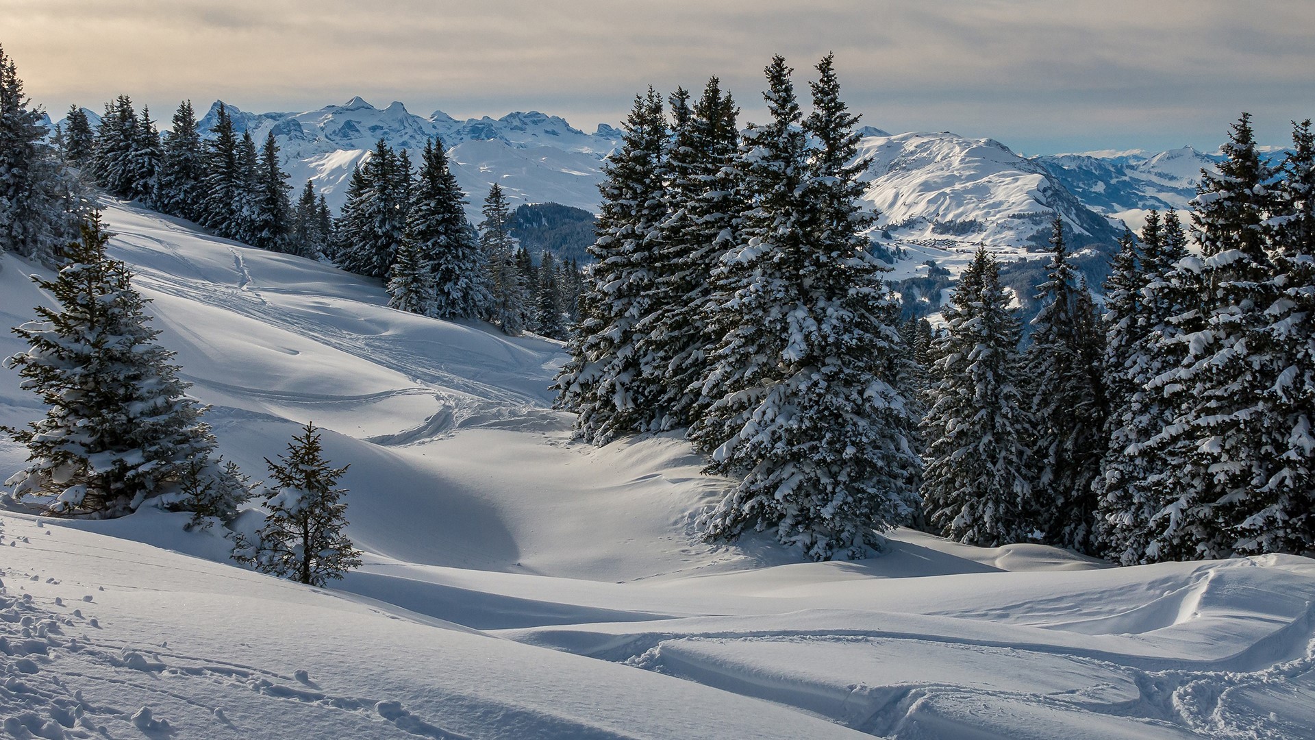 Snowy mountain landscape with pine trees and ski tracks HD Wallpaper