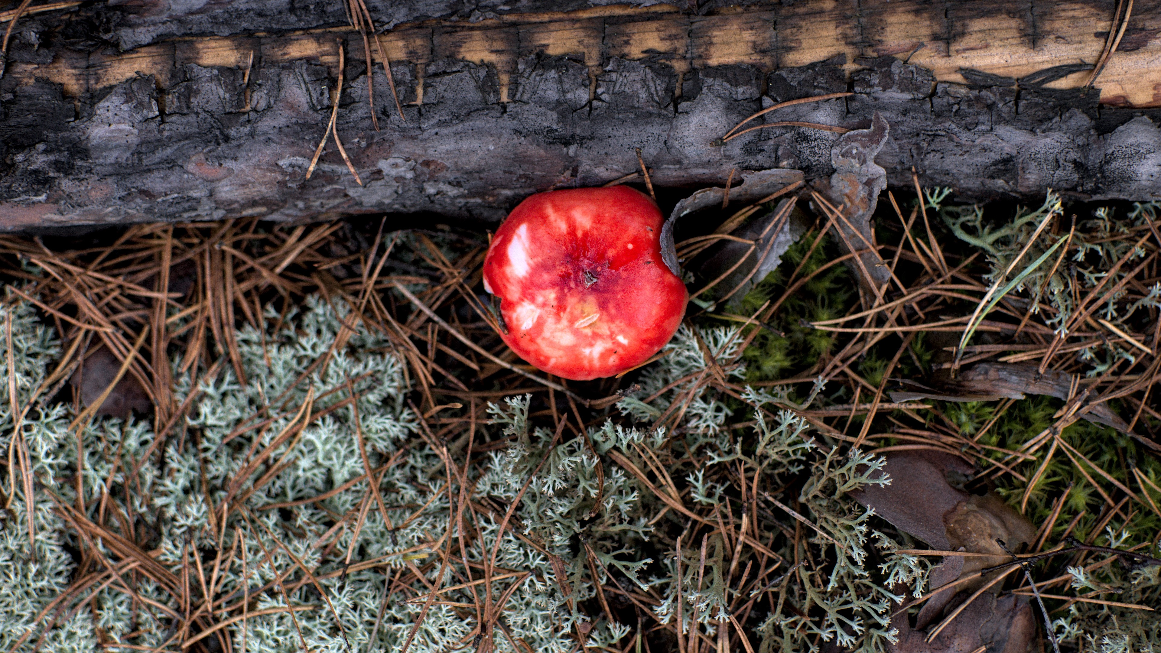 Red mushroom on forest floor with pine needles and lichen HD Wallpaper