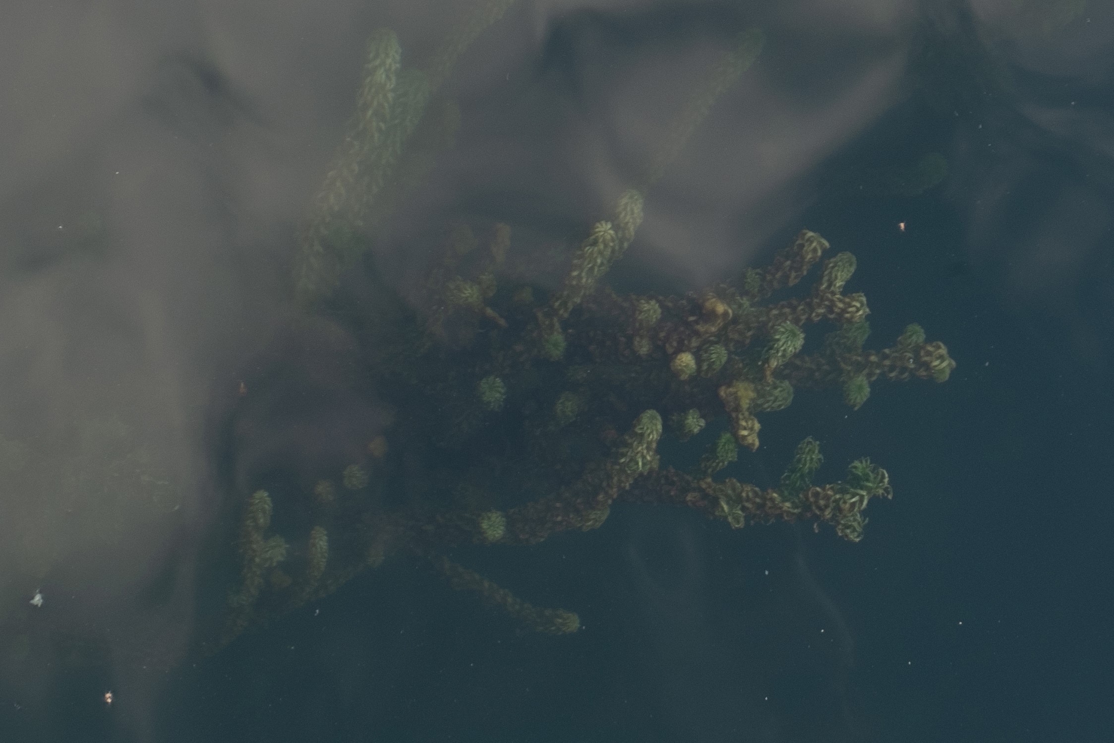 Underwater plant with reflections HD Wallpaper