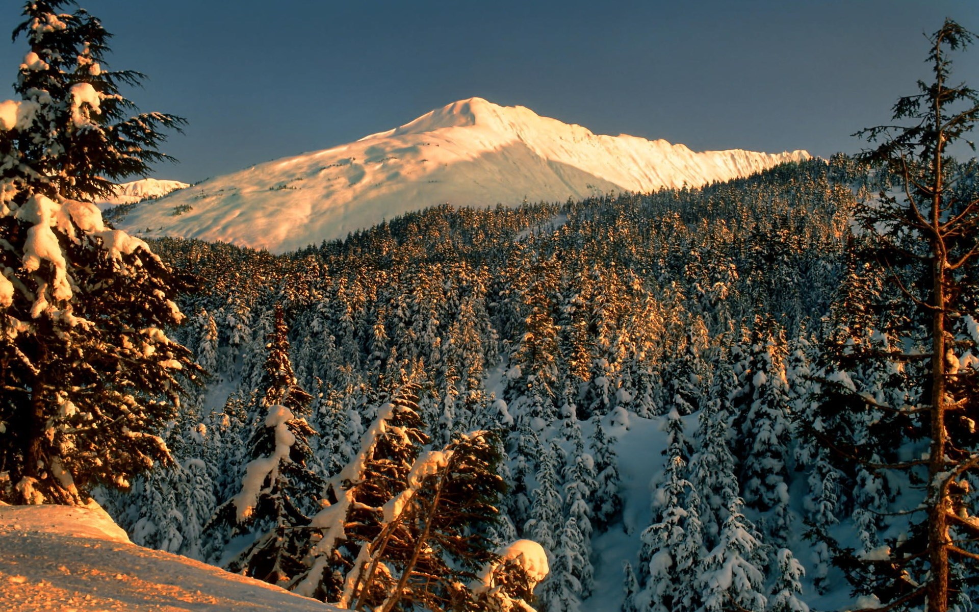 Snow-covered mountain peak above a pine forest at sunset HD Wallpaper