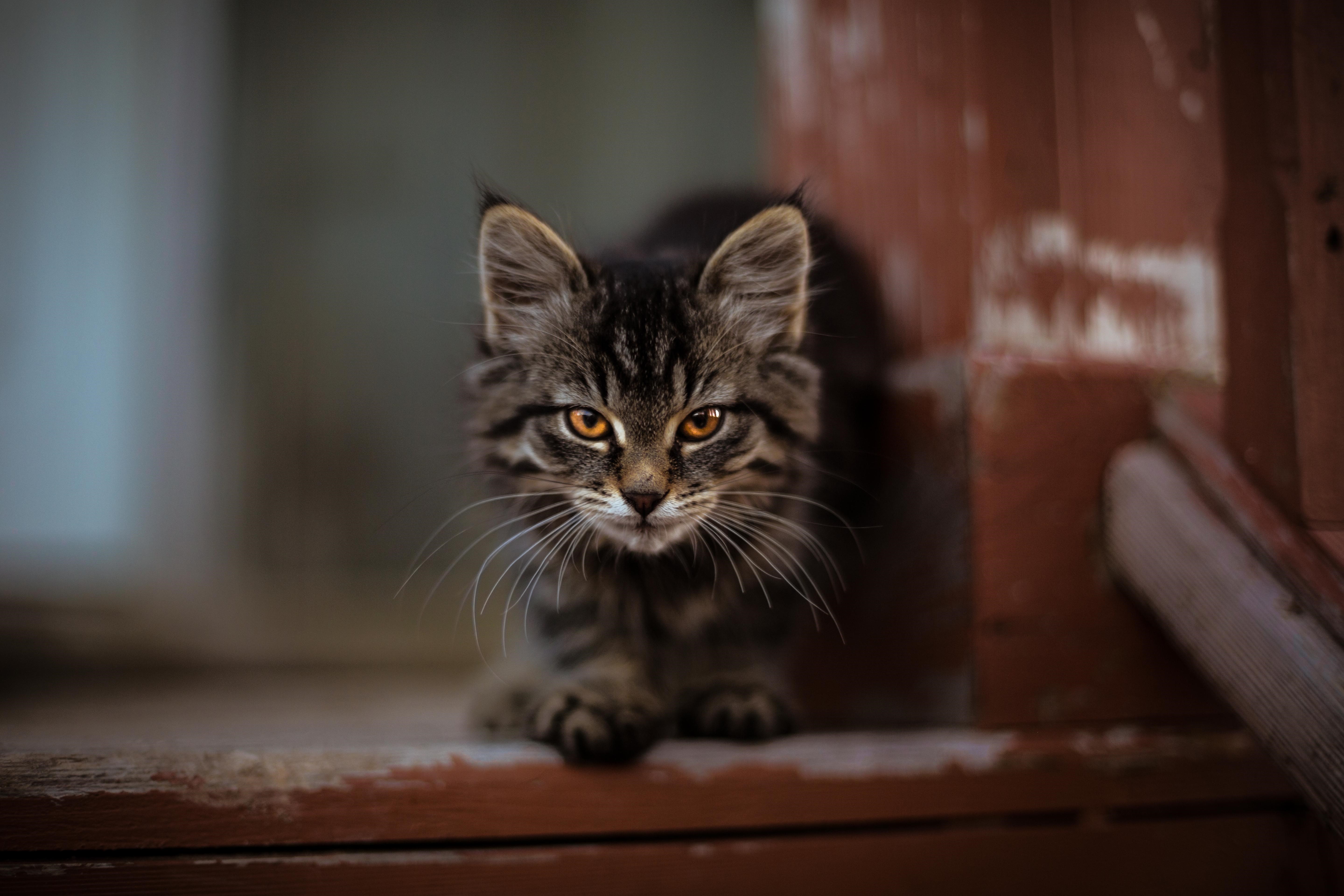 Tabby kitten with orange eyes HD Wallpaper
