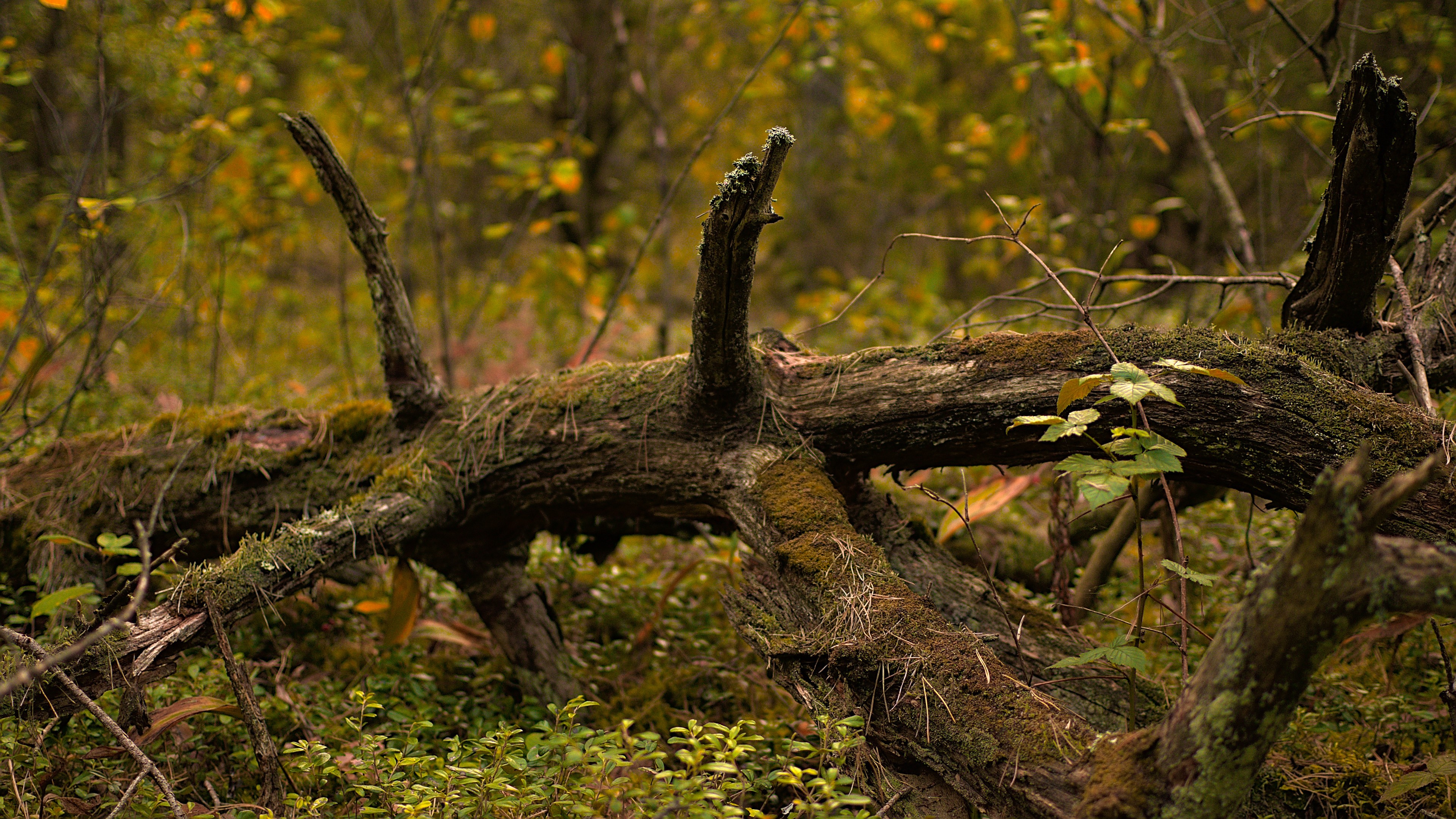 Fallen tree in a forest HD Wallpaper