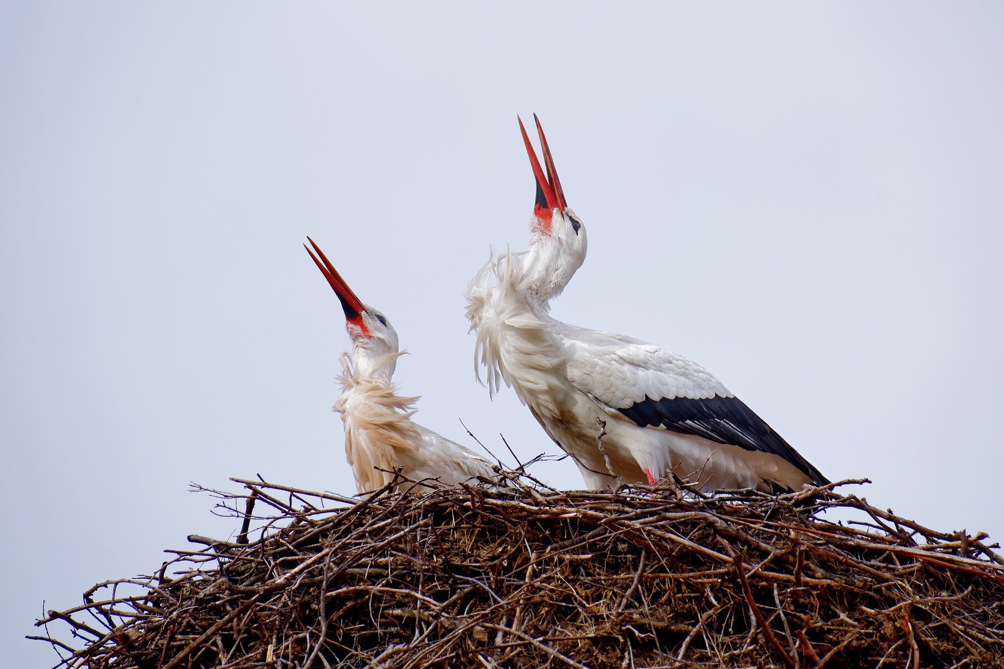 Two storks in a nest calling out HD Wallpaper