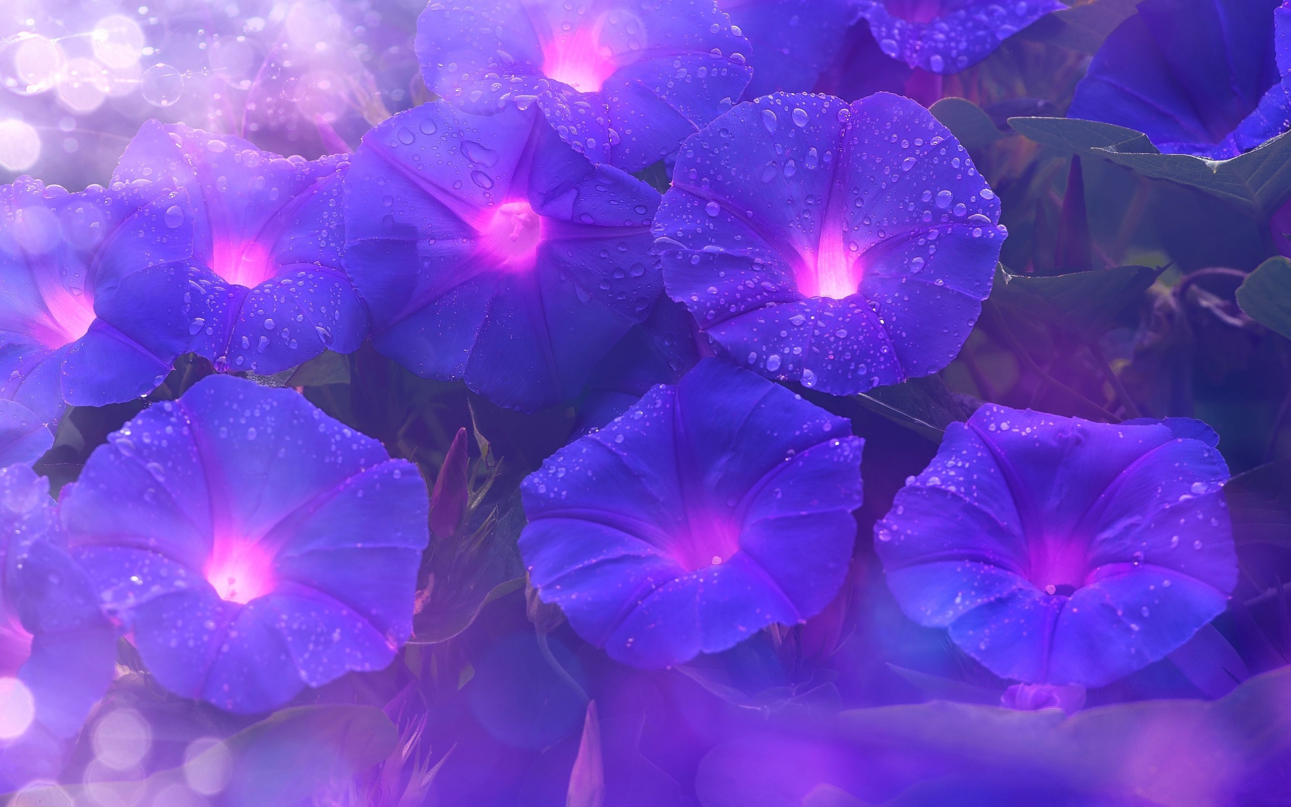 Purple Morning Glory flowers with water droplets HD Wallpaper