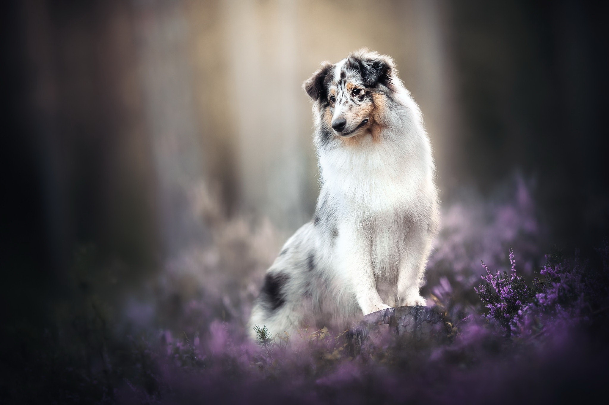 Blue merle collie dog sitting in purple flowers HD Wallpaper