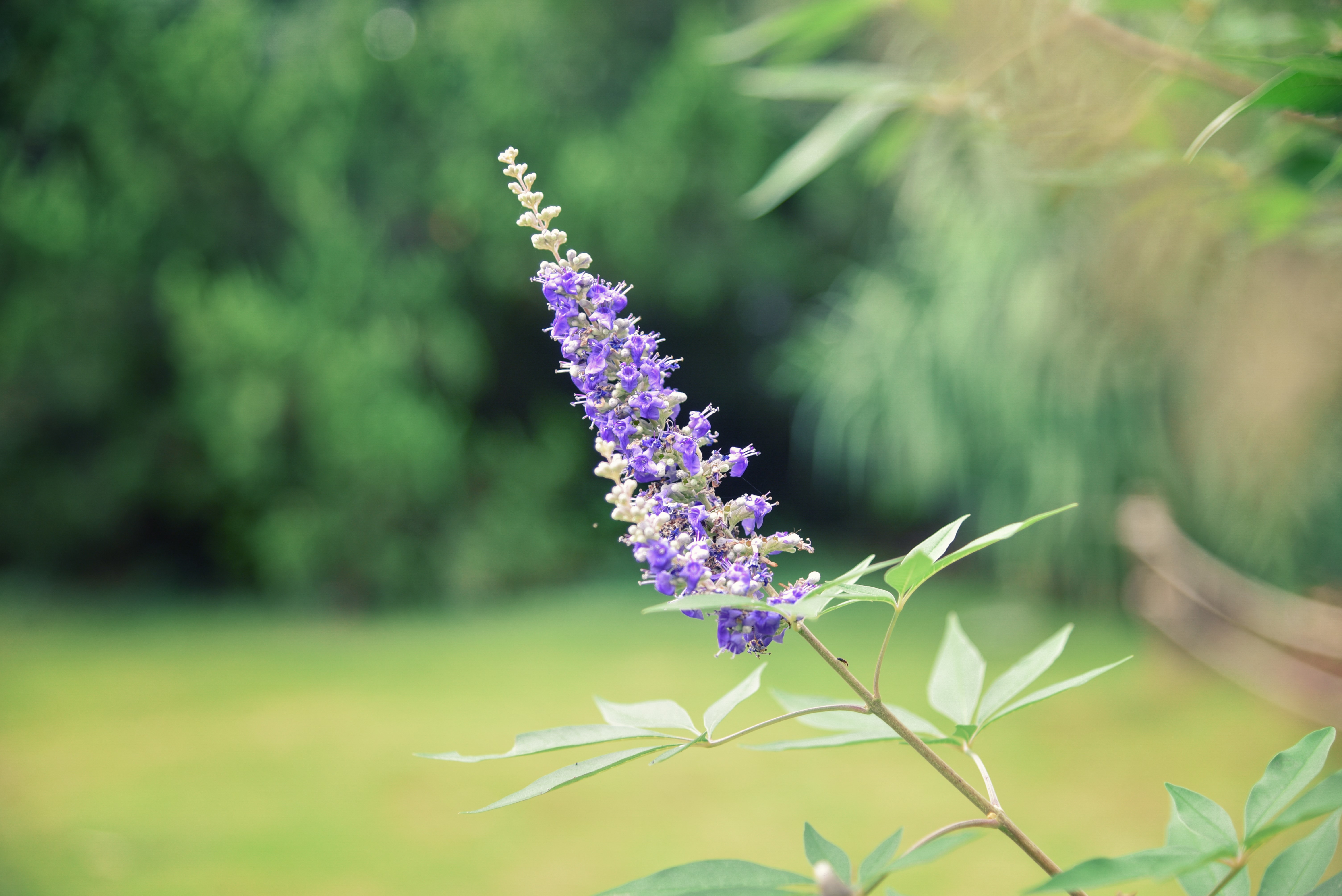 Purple flower spike with green leaves and bokeh background HD Wallpaper