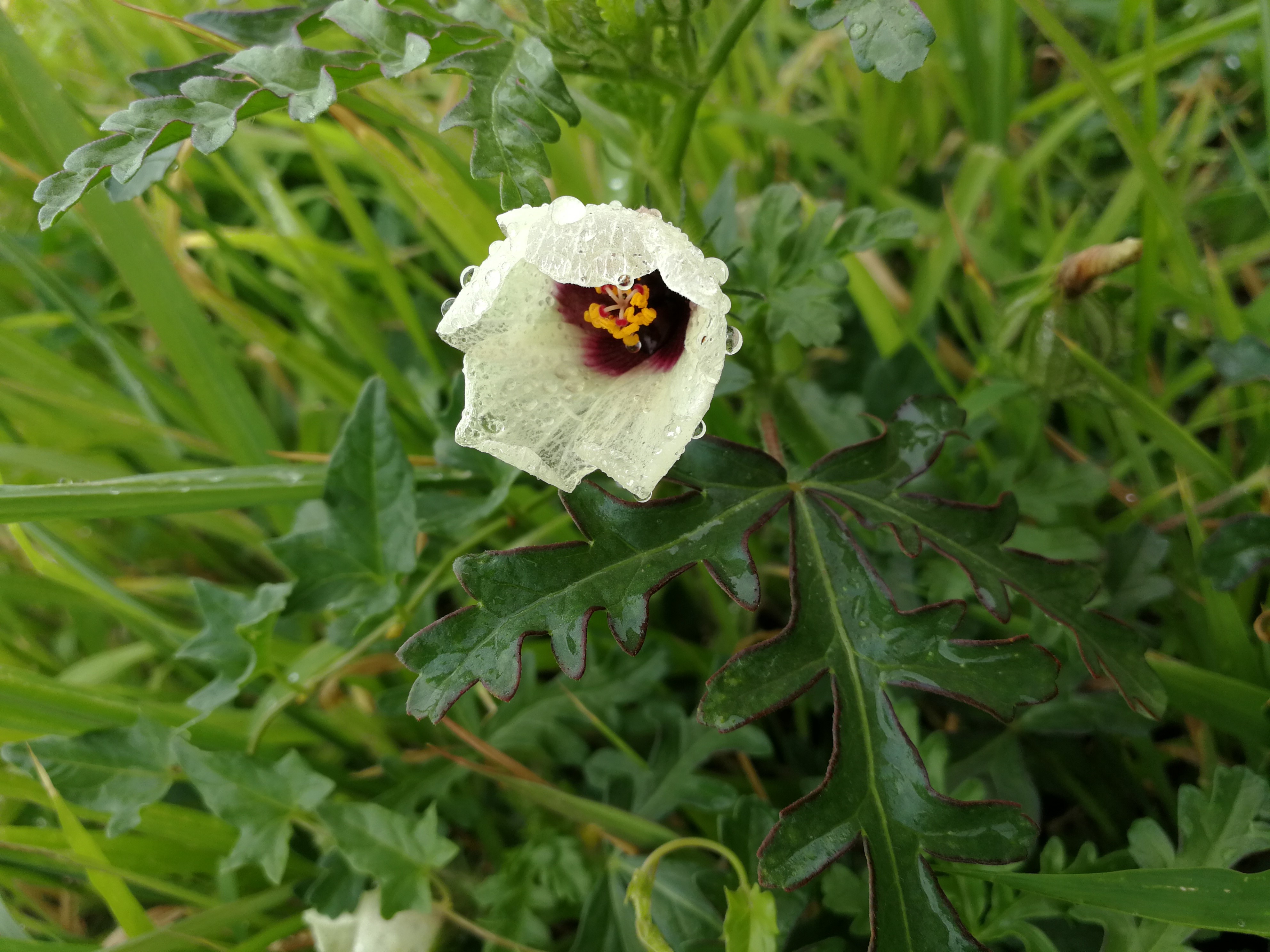 White poppy blossom with water droplets HD Wallpaper