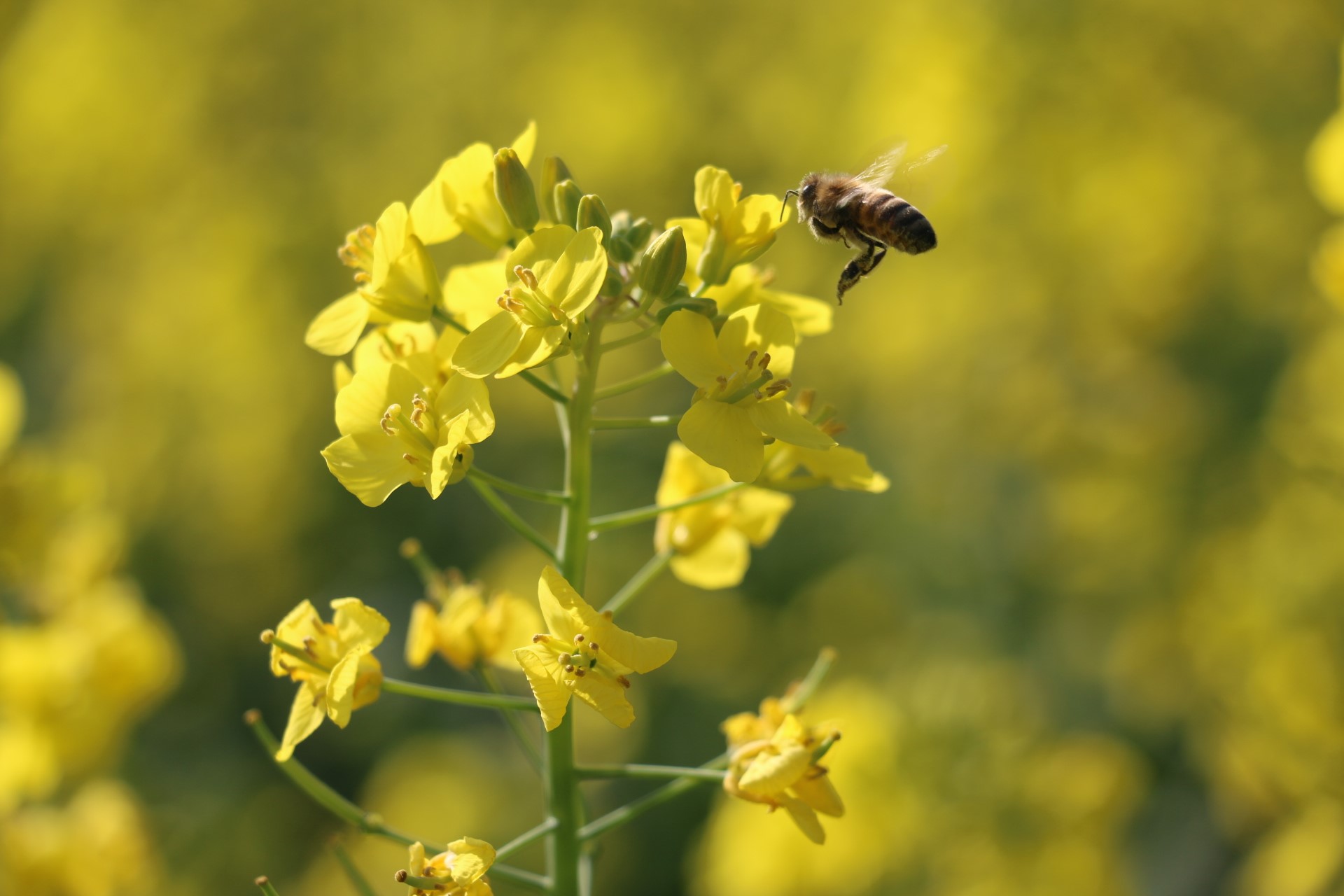 Bee flying near yellow flowers HD Wallpaper