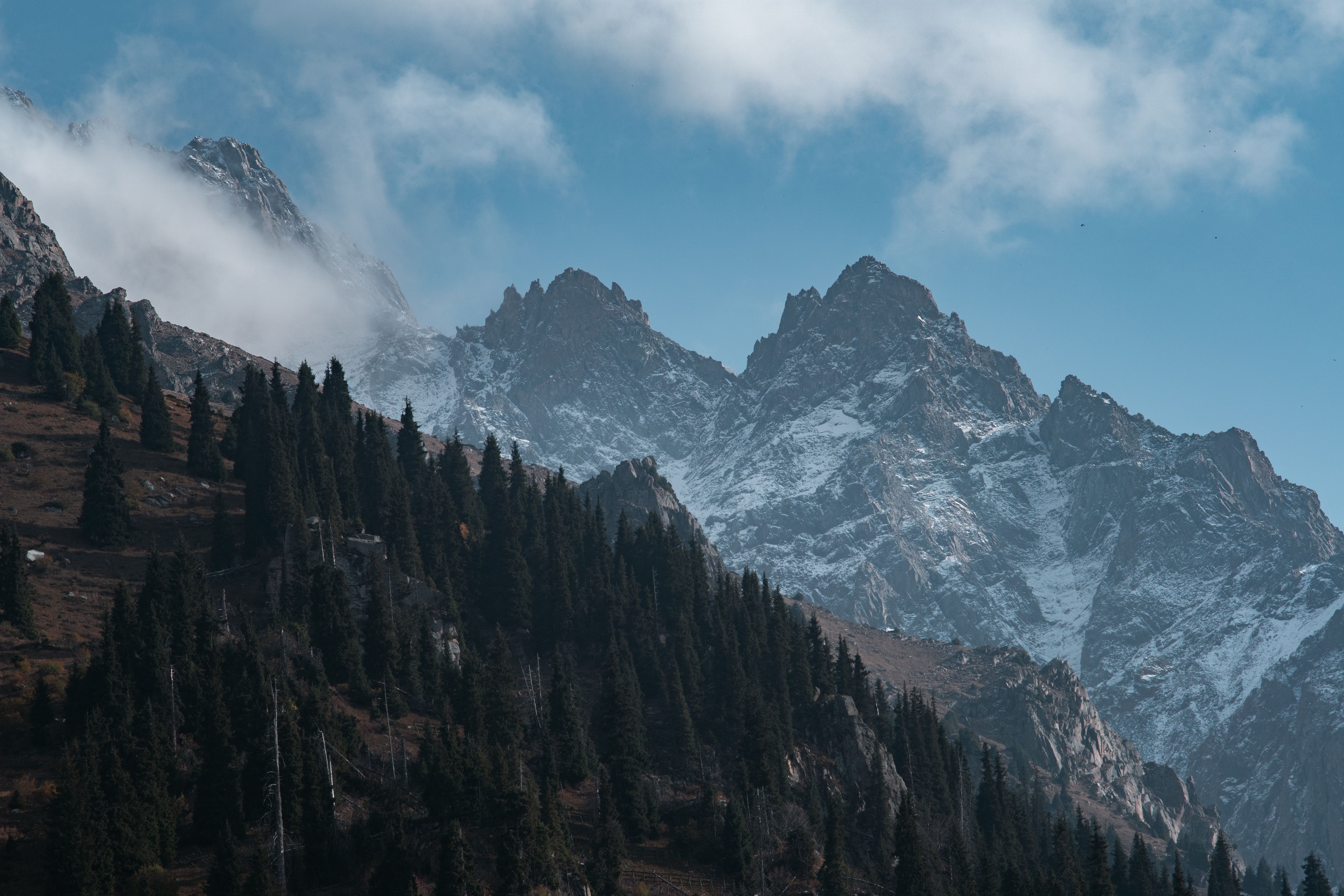 4K forest and snow-capped mountains with mist HD Wallpaper