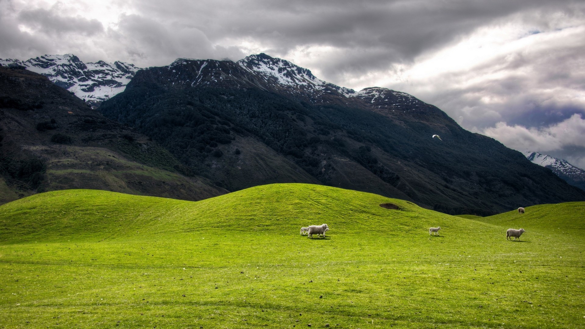 Sheep grazing on green hills with snow-capped mountains HD Wallpaper