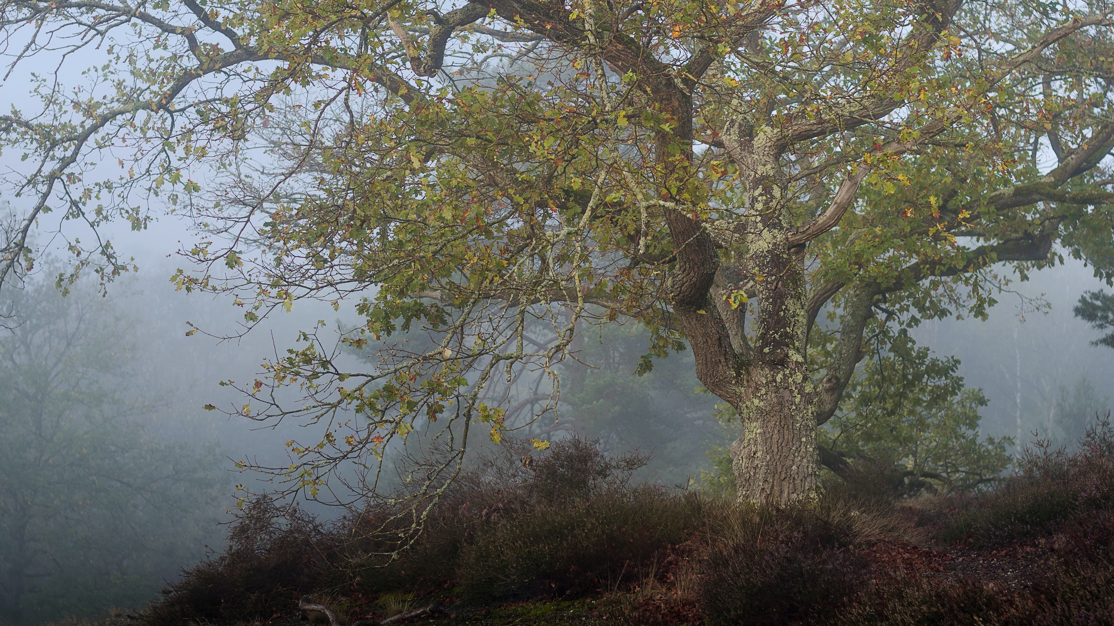 Misty forest with large oak tree HD Wallpaper