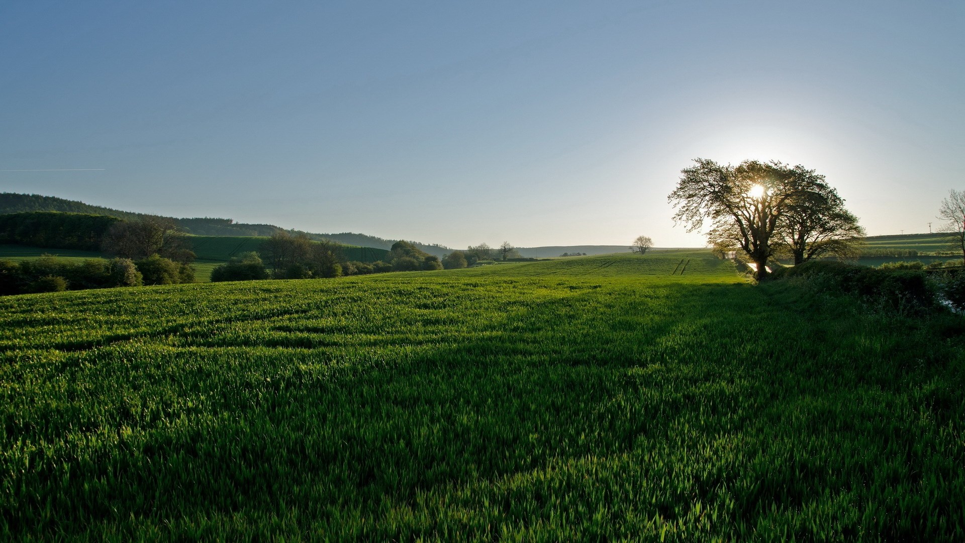 Sunlit green field with trees and rolling hills HD Wallpaper