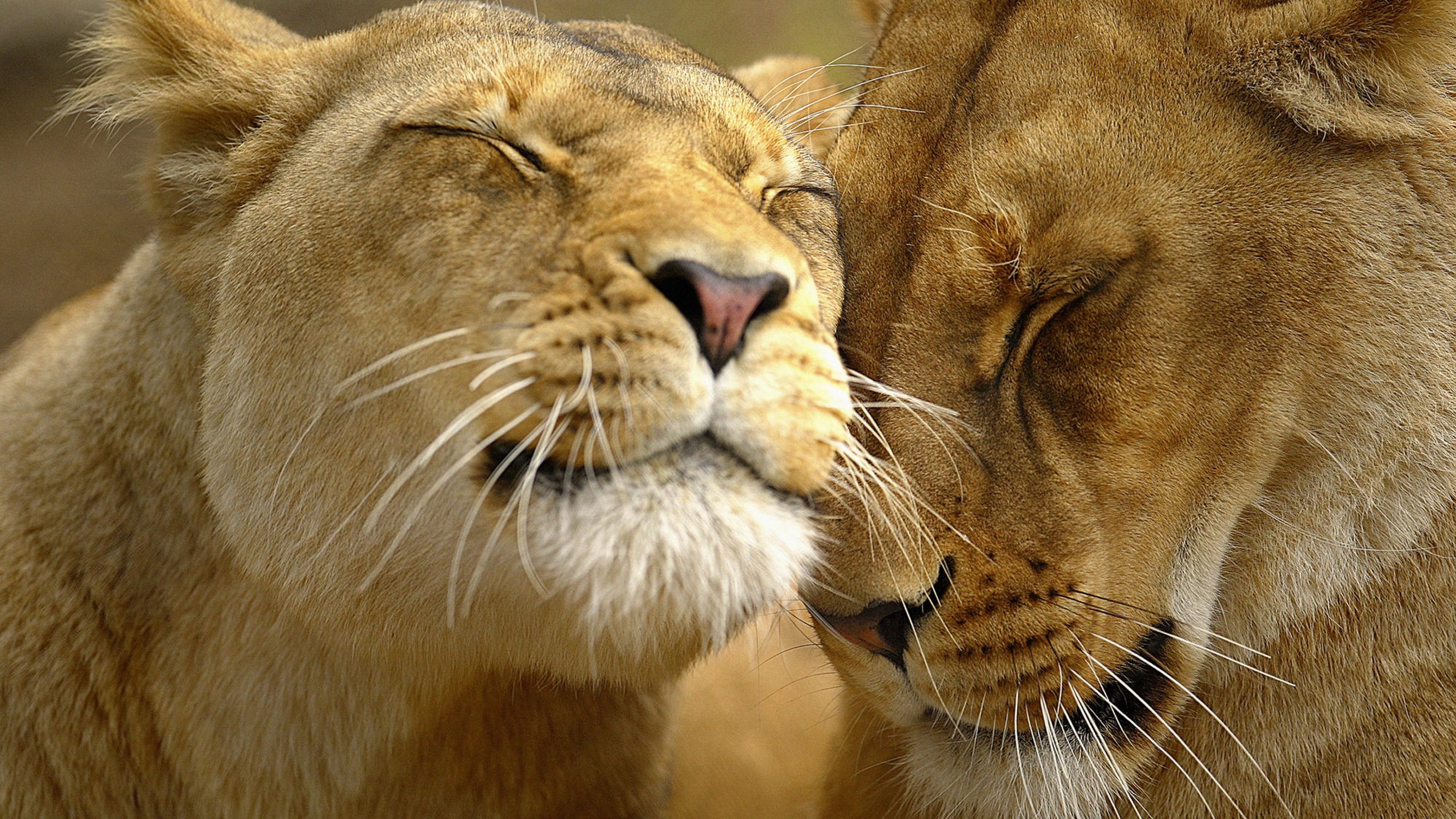 Two lions nuzzling closely HD Wallpaper