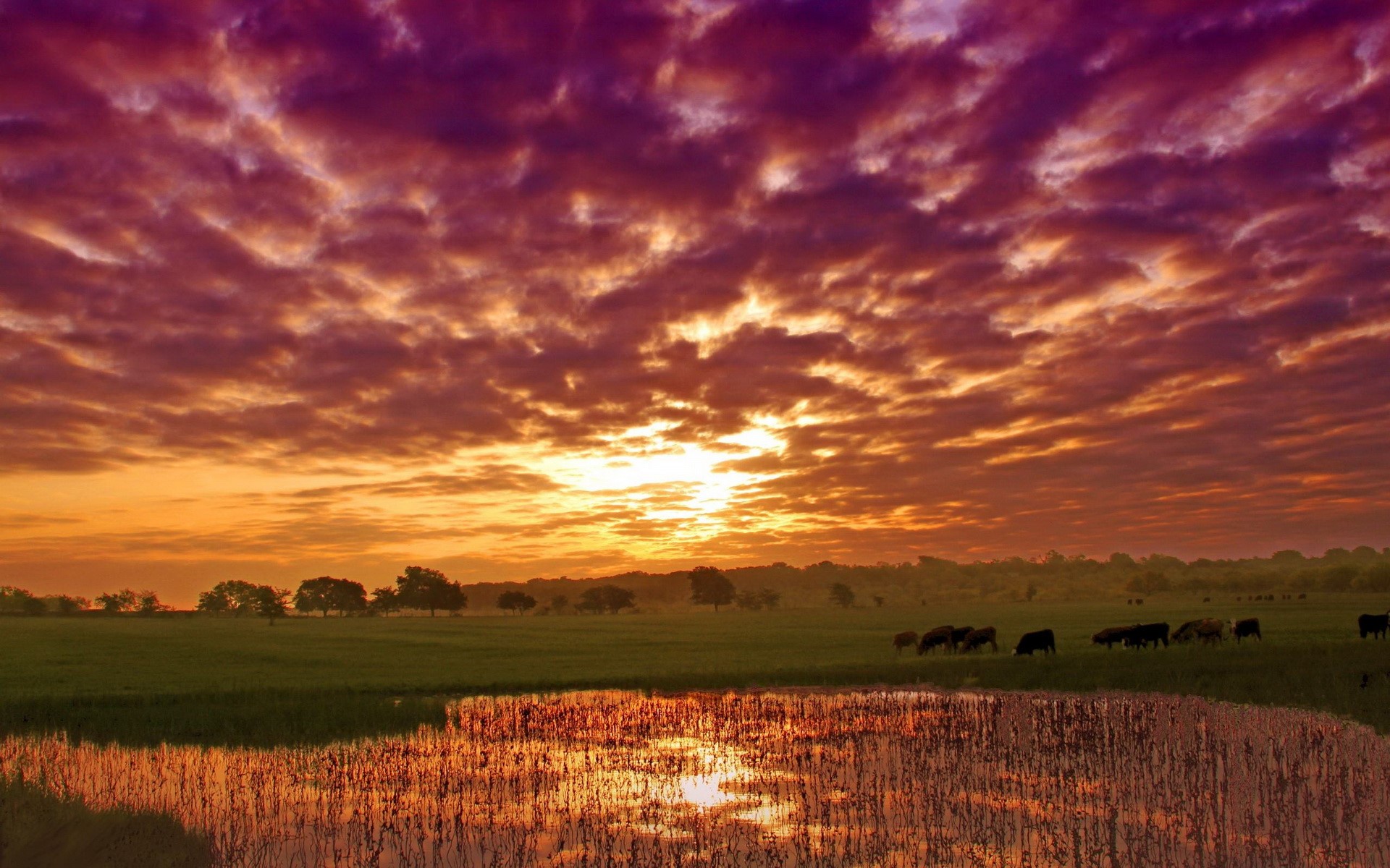 Sunset over a field with cows and a pond HD Wallpaper