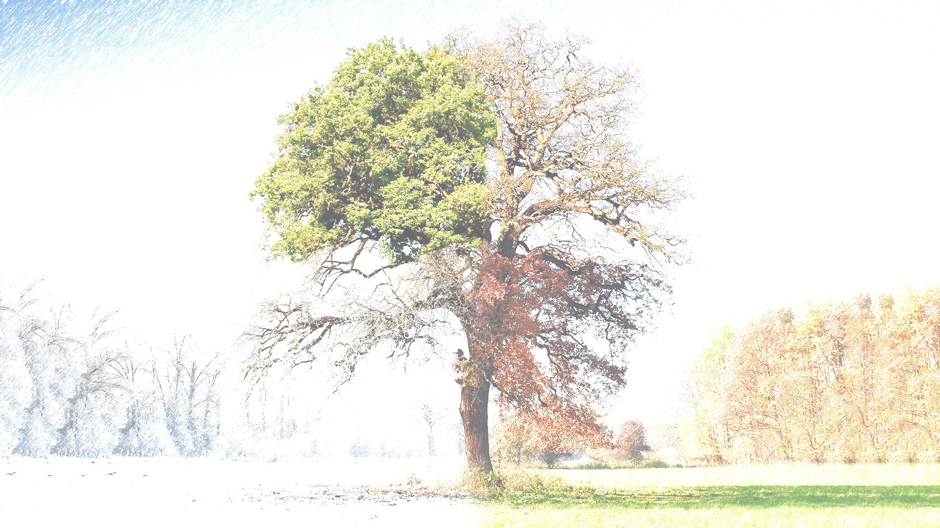 A single tree showing four seasons HD Wallpaper
