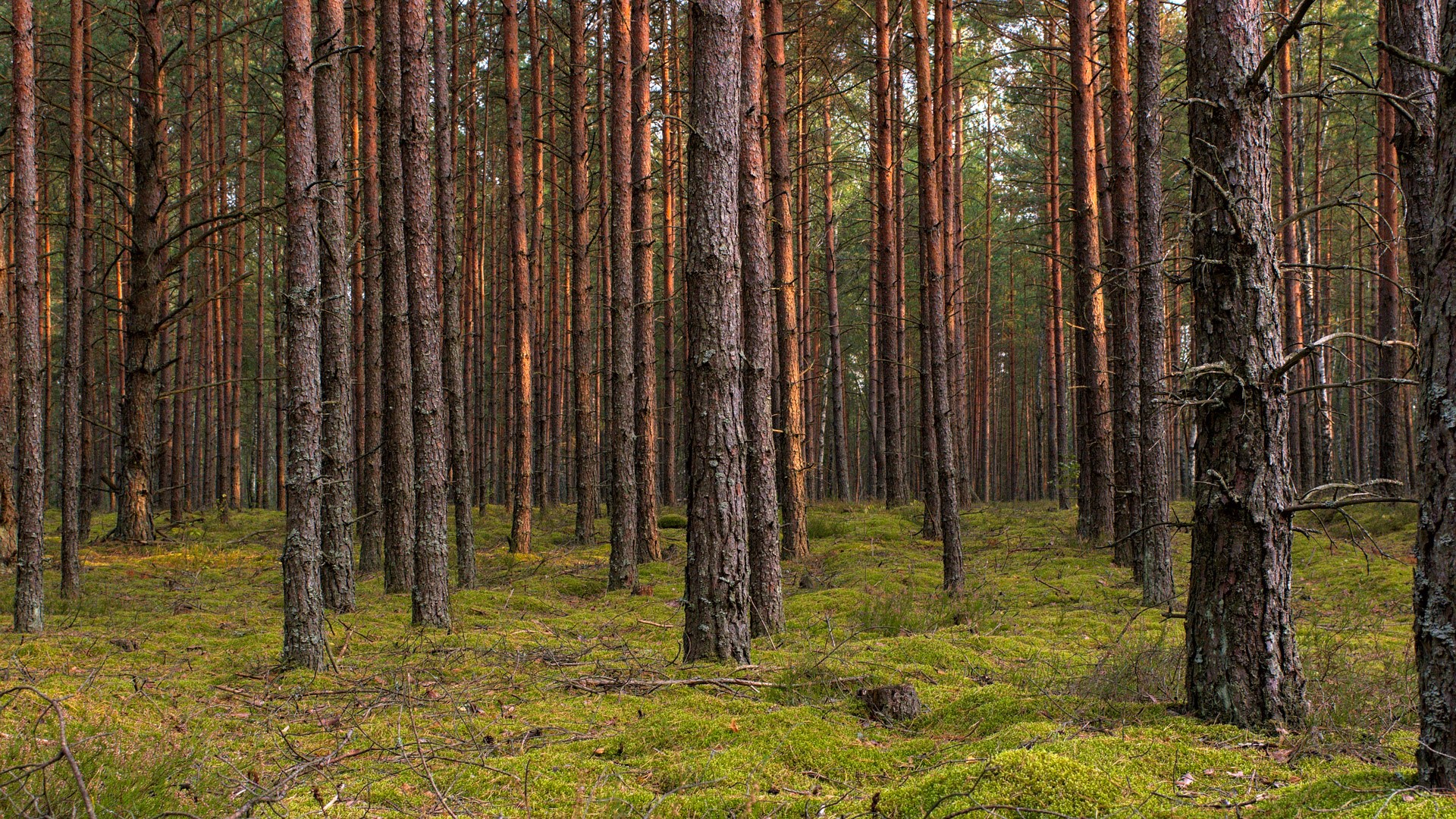 Pine forest with mossy ground HD Wallpaper