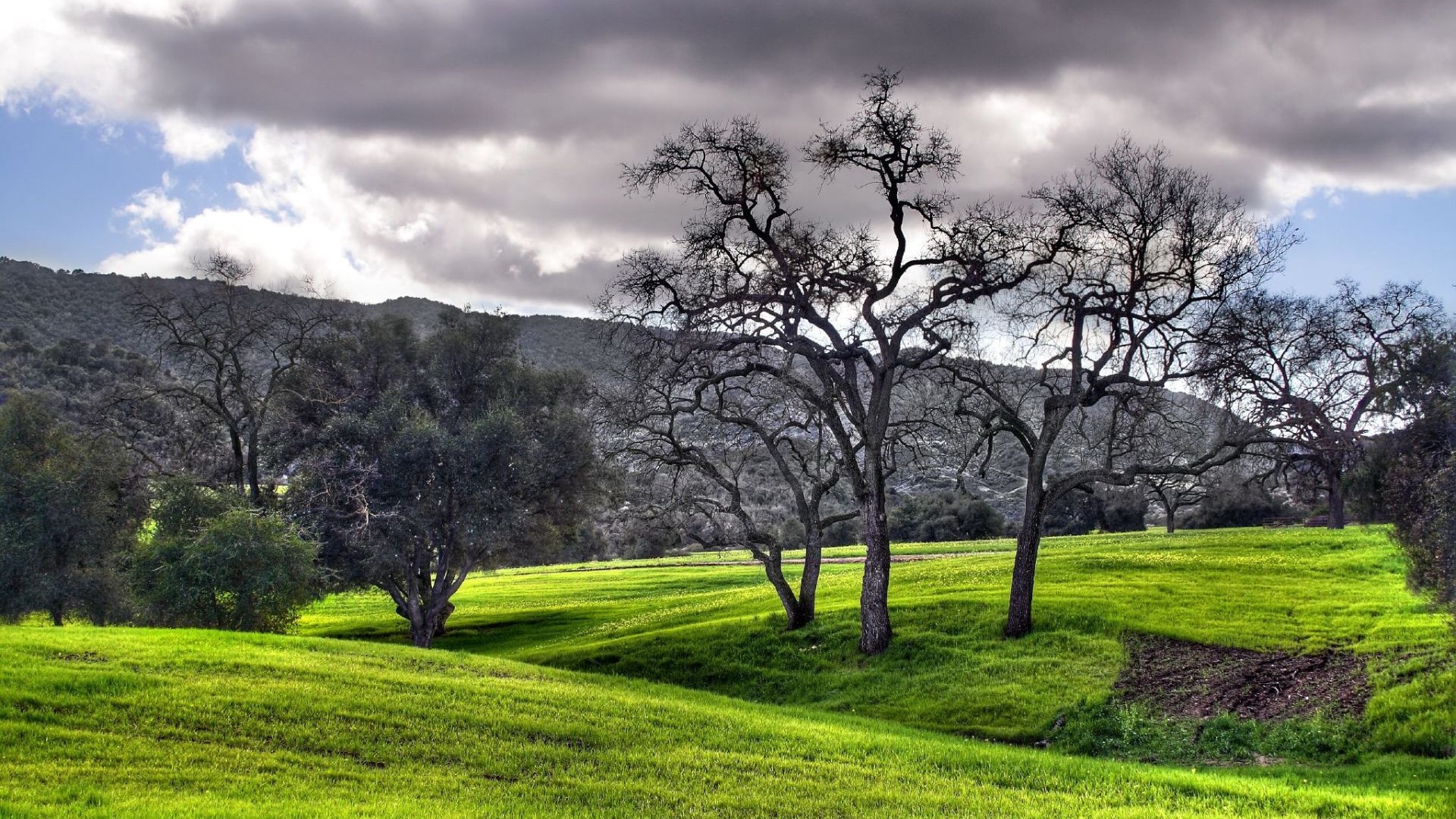 Bare trees on a grassy hill under a cloudy sky HD Wallpaper