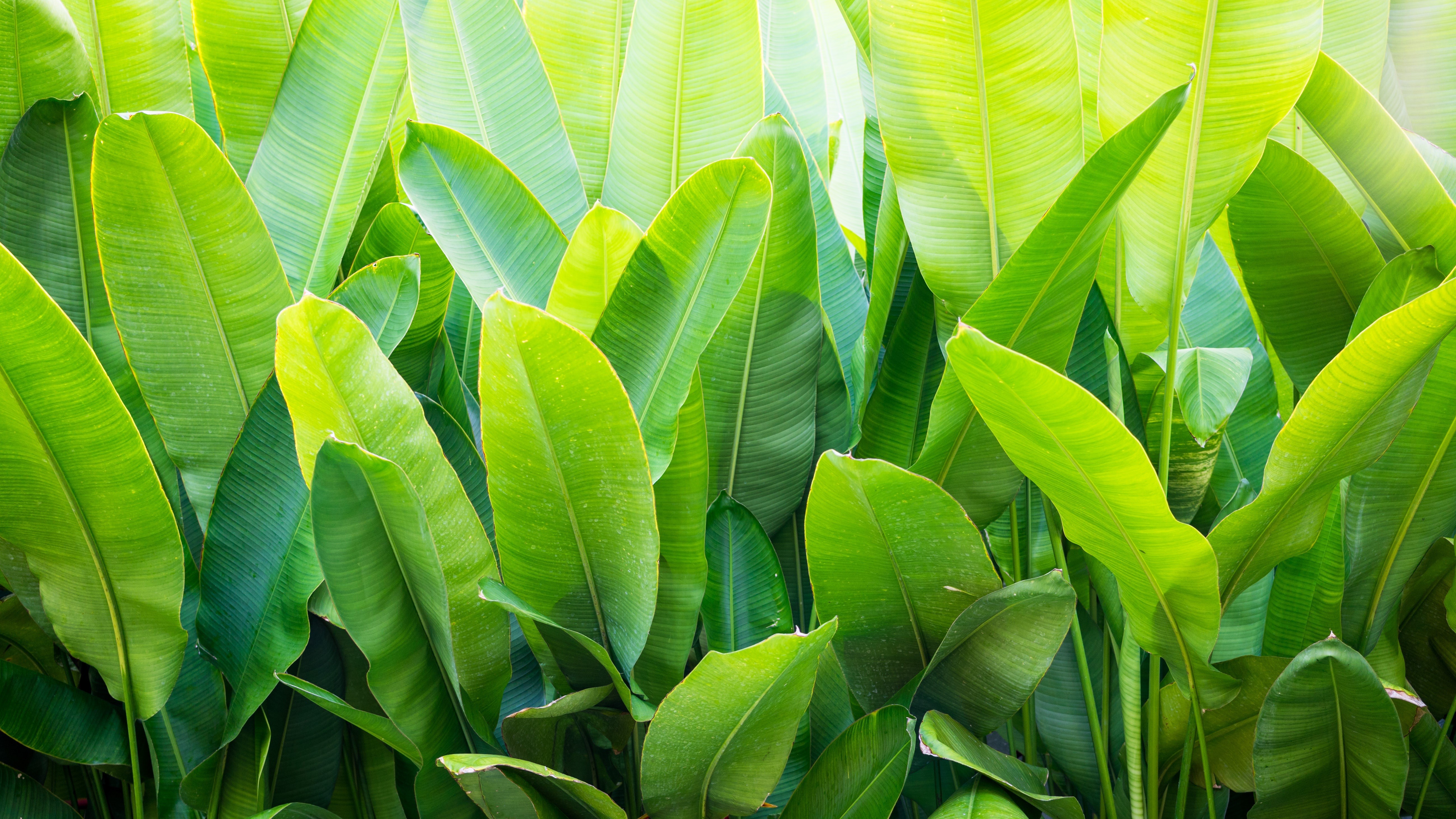 Overgrown tropical plants with large green leaves HD Wallpaper