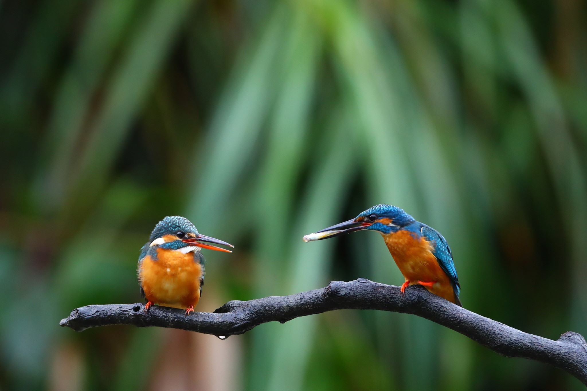 Two kingfishers on a branch HD Wallpaper