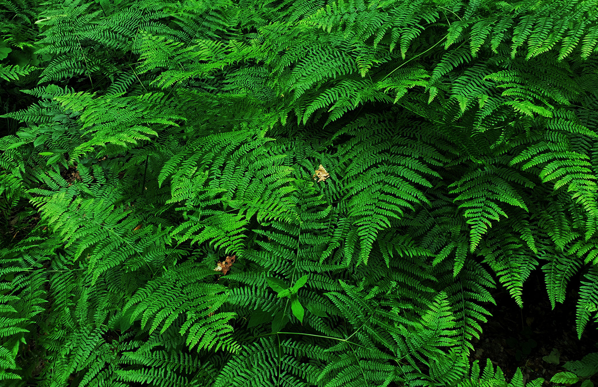 Green ferns in a forest HD Wallpaper
