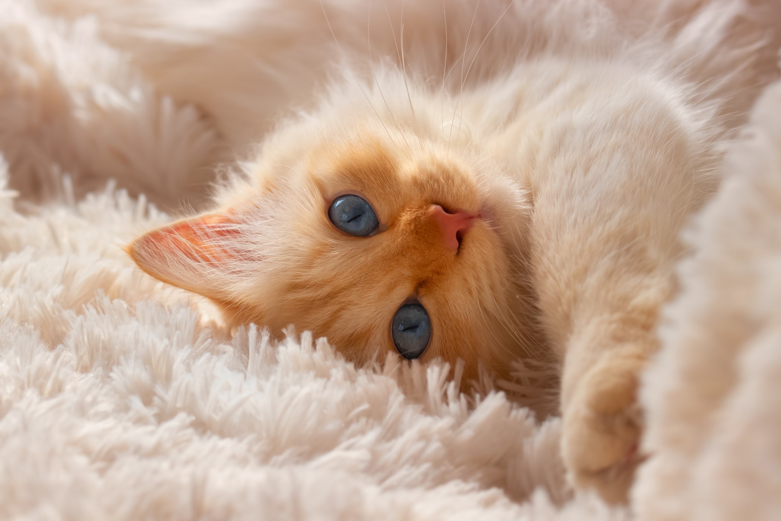 A fluffy cat with blue eyes lying down HD Wallpaper