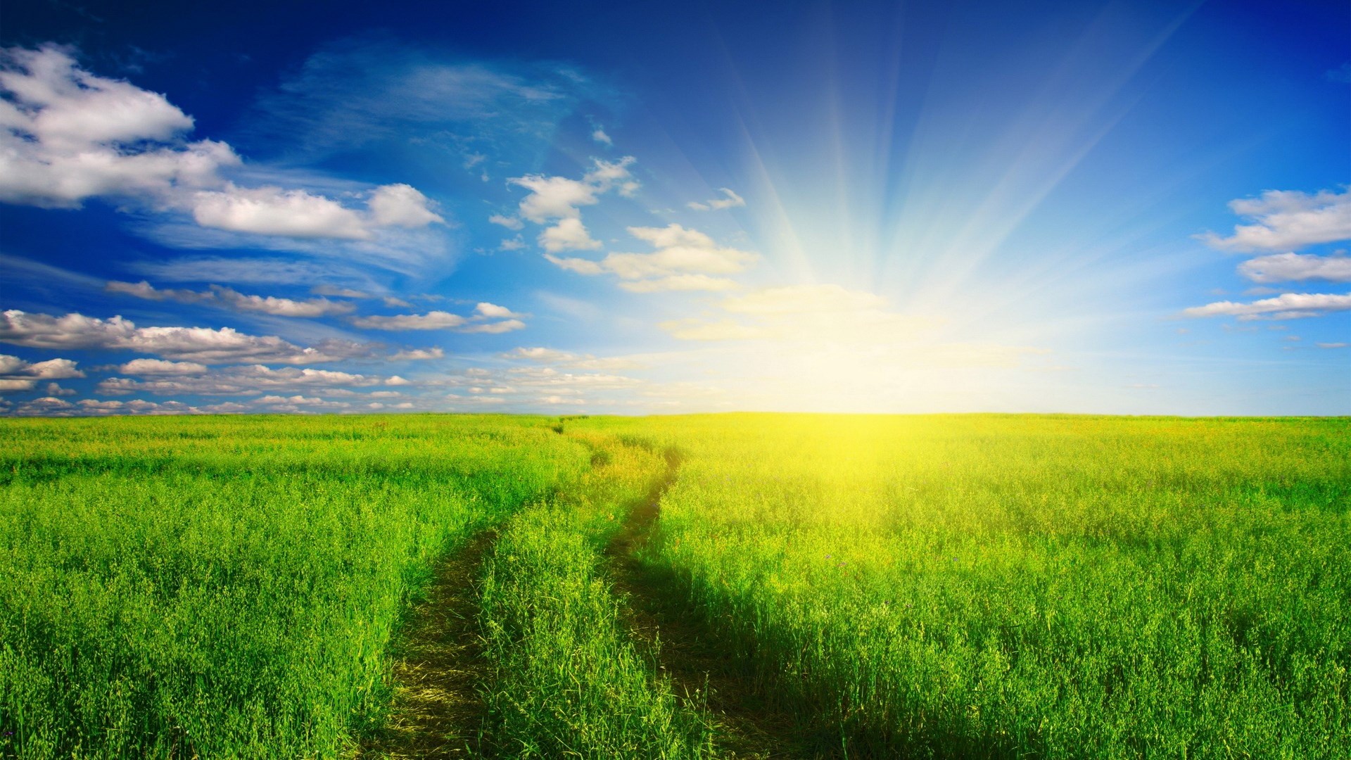 Sunlit green field with a dirt path HD Wallpaper