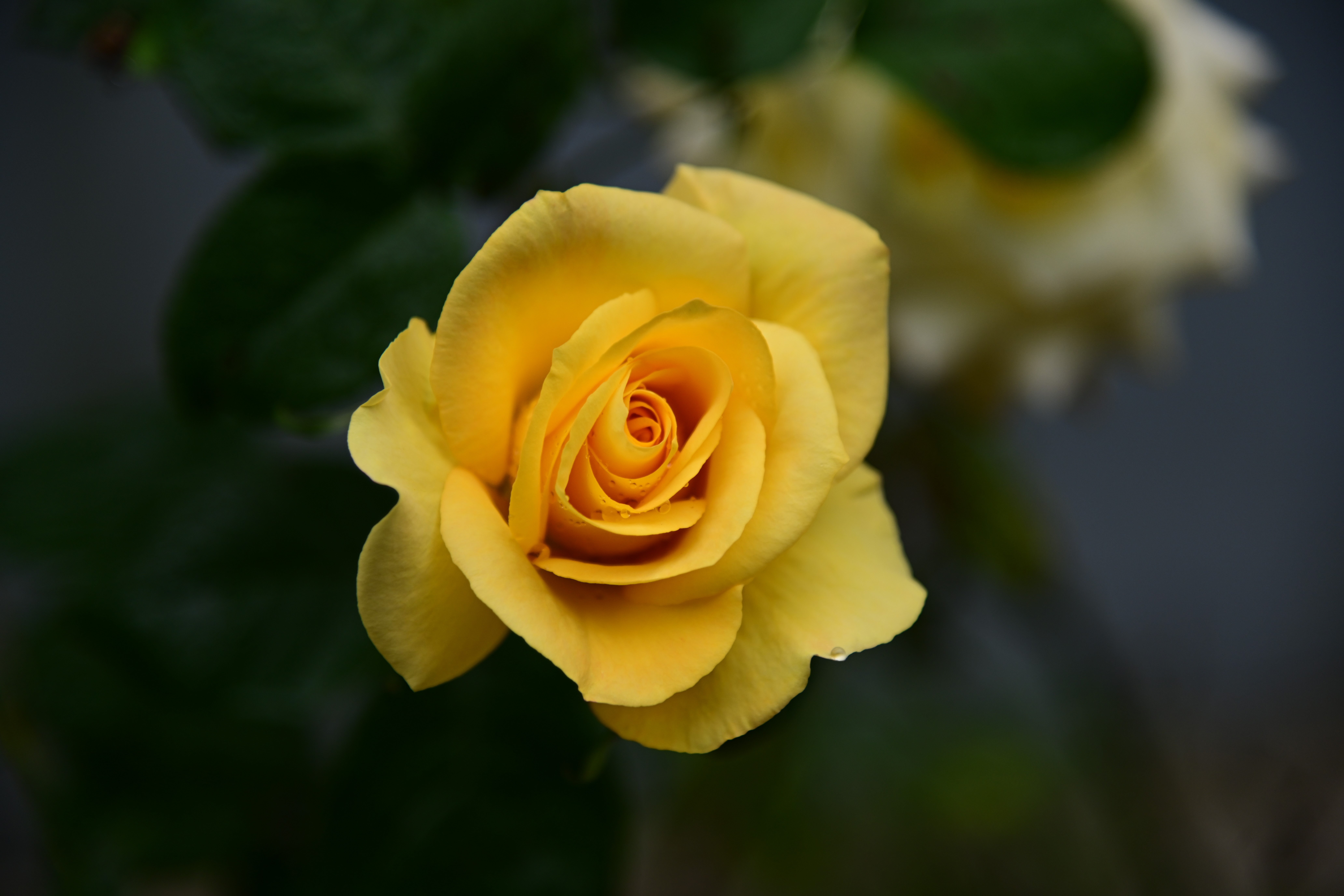 Yellow rose in a garden HD Wallpaper