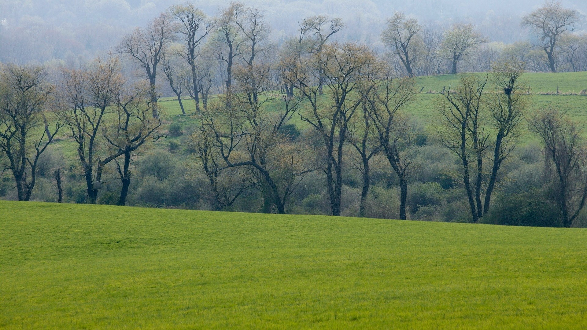 Bare trees on a misty hillside with green fields HD Wallpaper