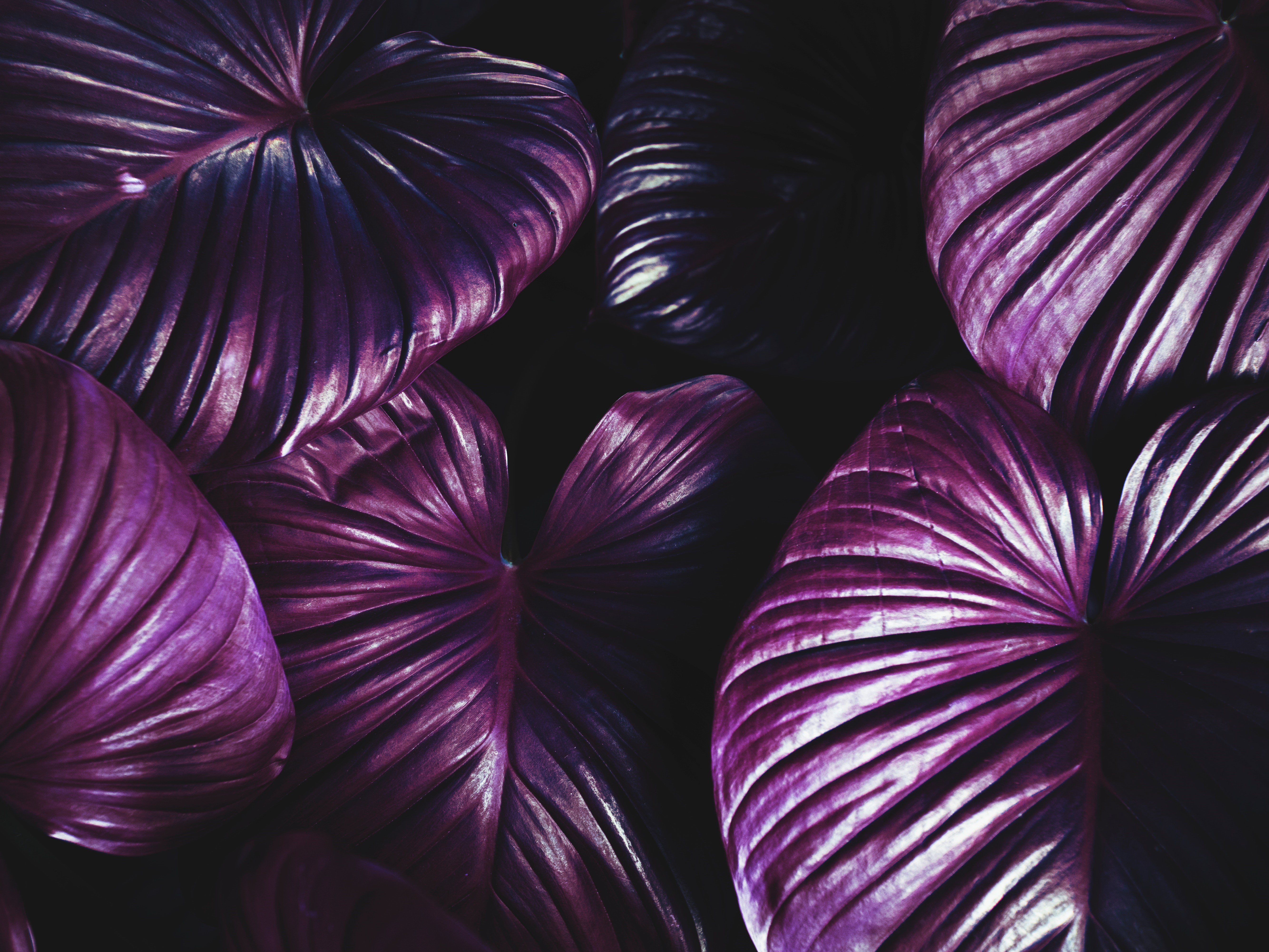 Purple leaves with dark background HD Wallpaper