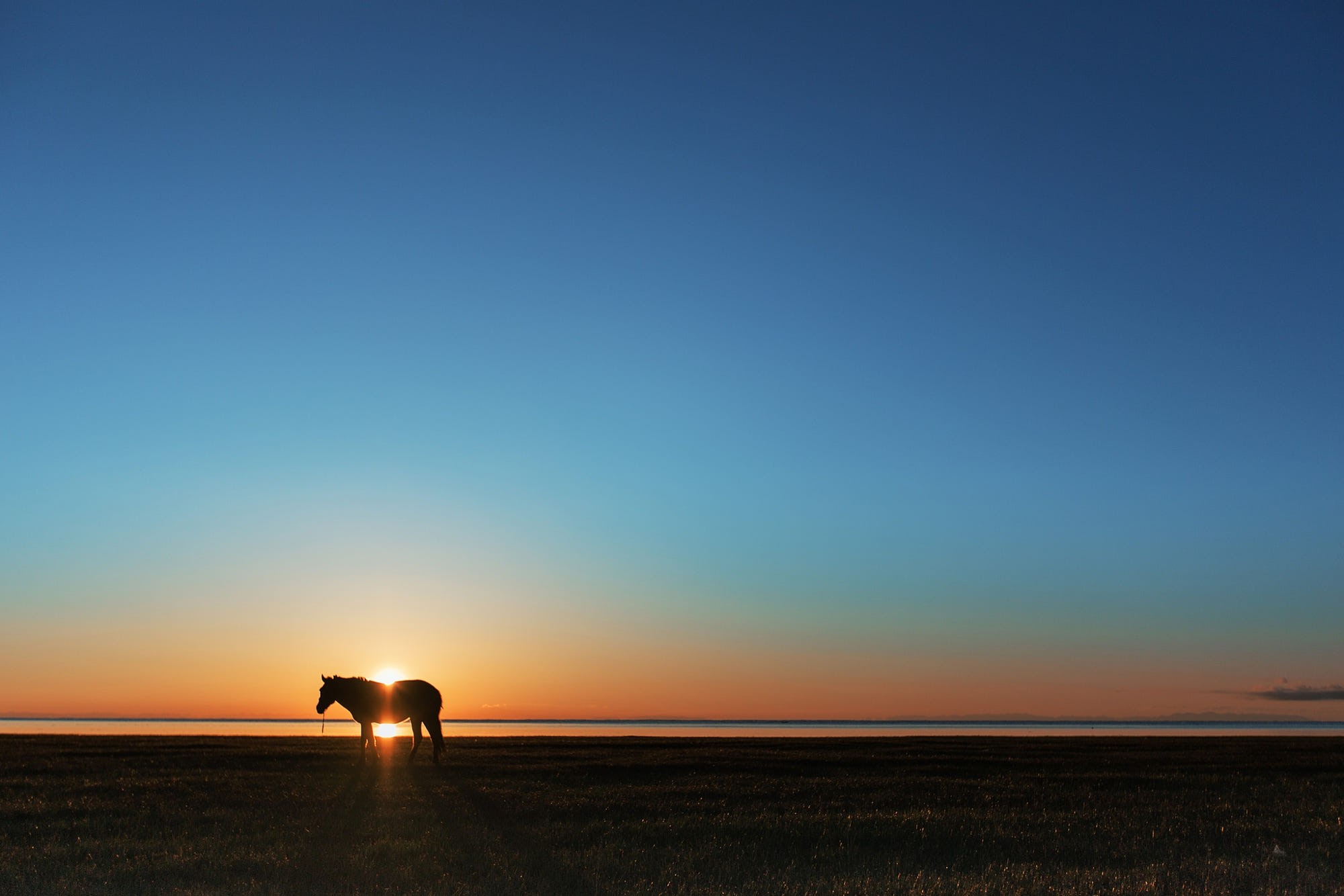 Horse silhouetted against a sunset over a field HD Wallpaper