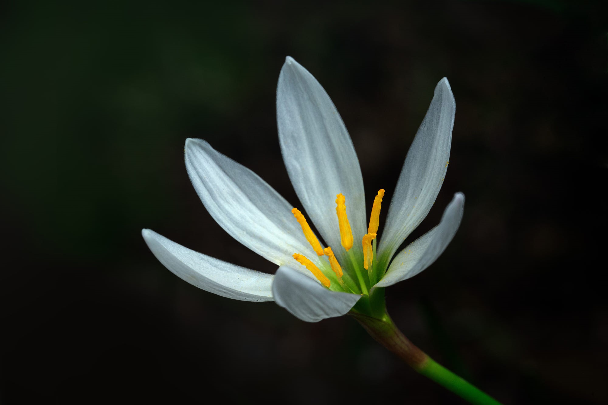 Close-up of a white rain lily flower with yellow stamens HD Wallpaper