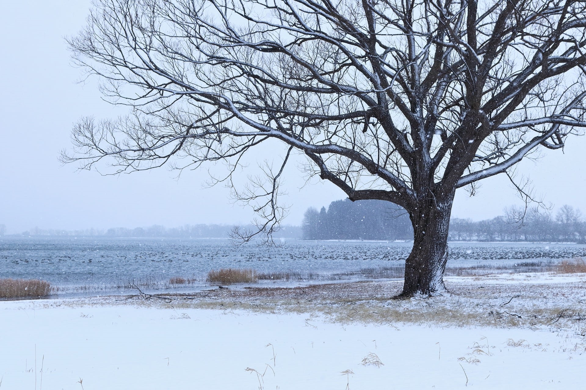 Bare tree in snow by a lake during winter HD Wallpaper