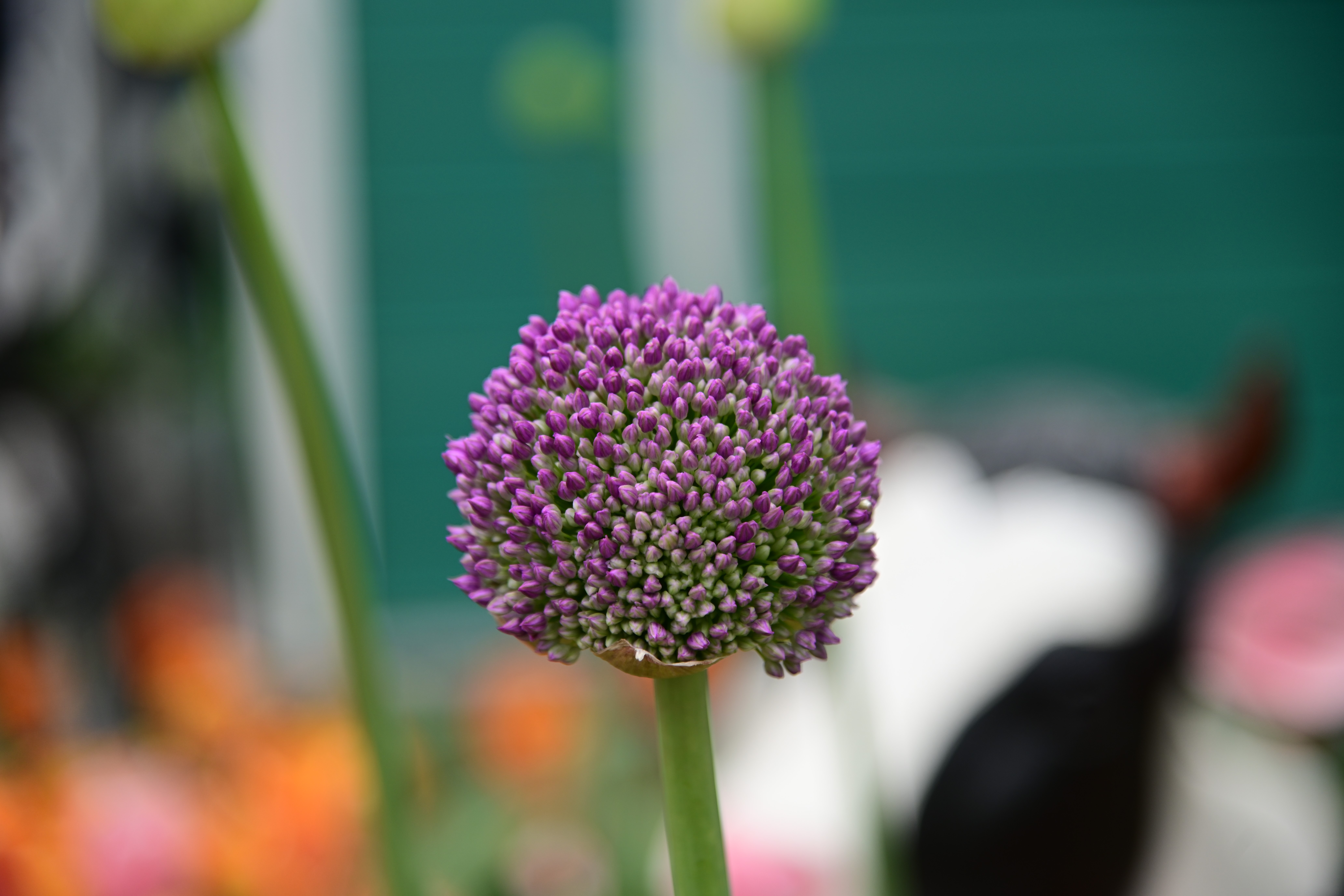 Purple Allium flower in a garden HD Wallpaper