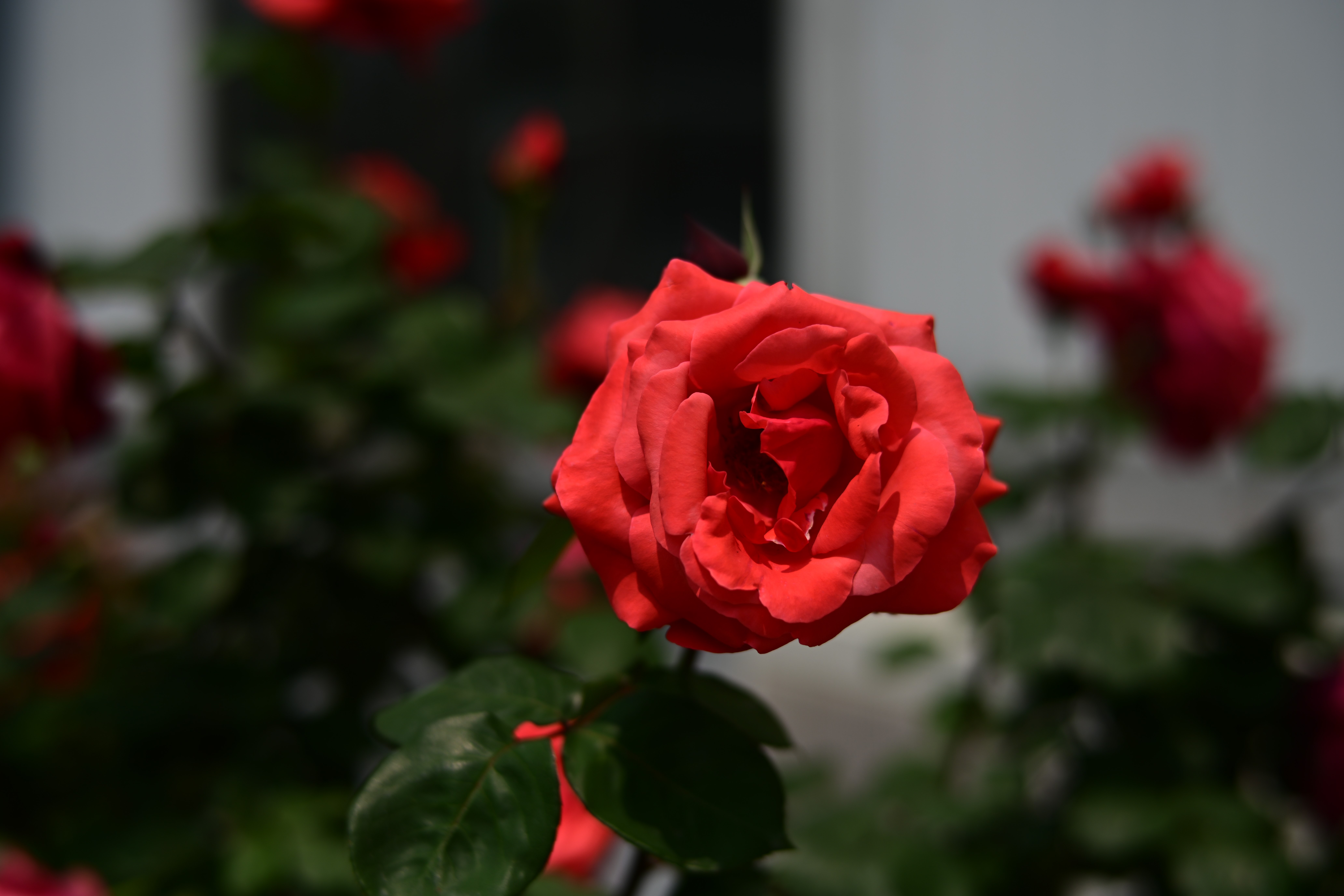 Red Rose in a Garden HD Wallpaper