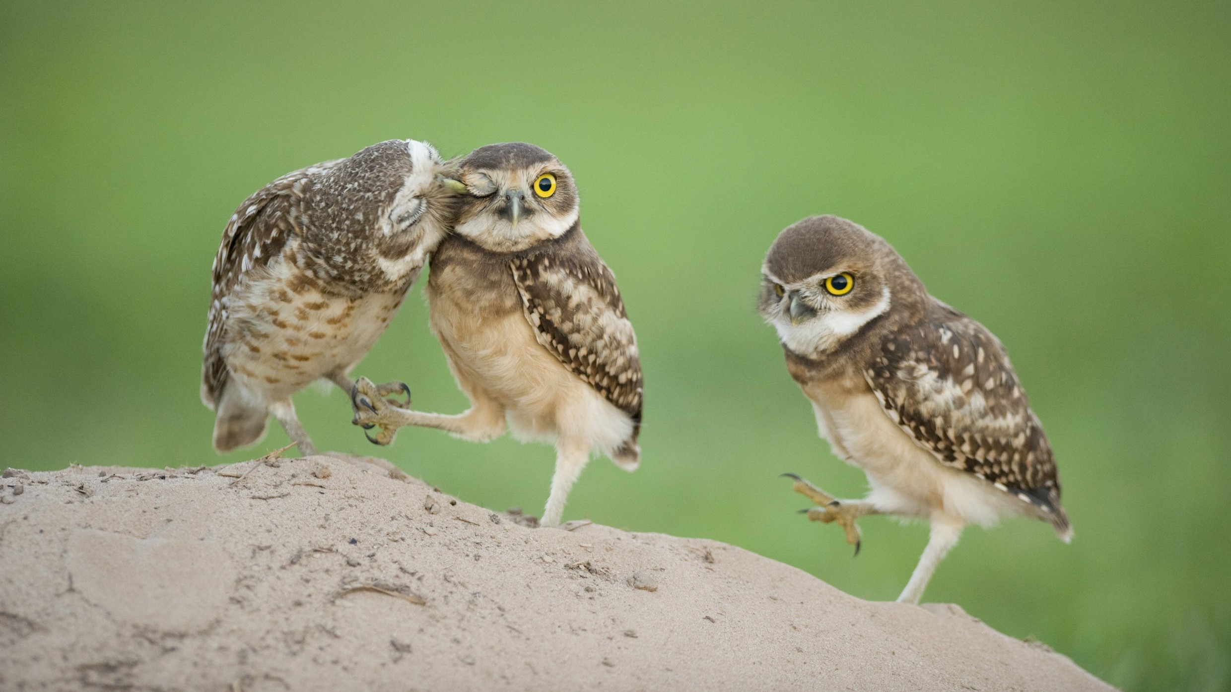 Three burrowing owls interacting on a sandy mound HD Wallpaper