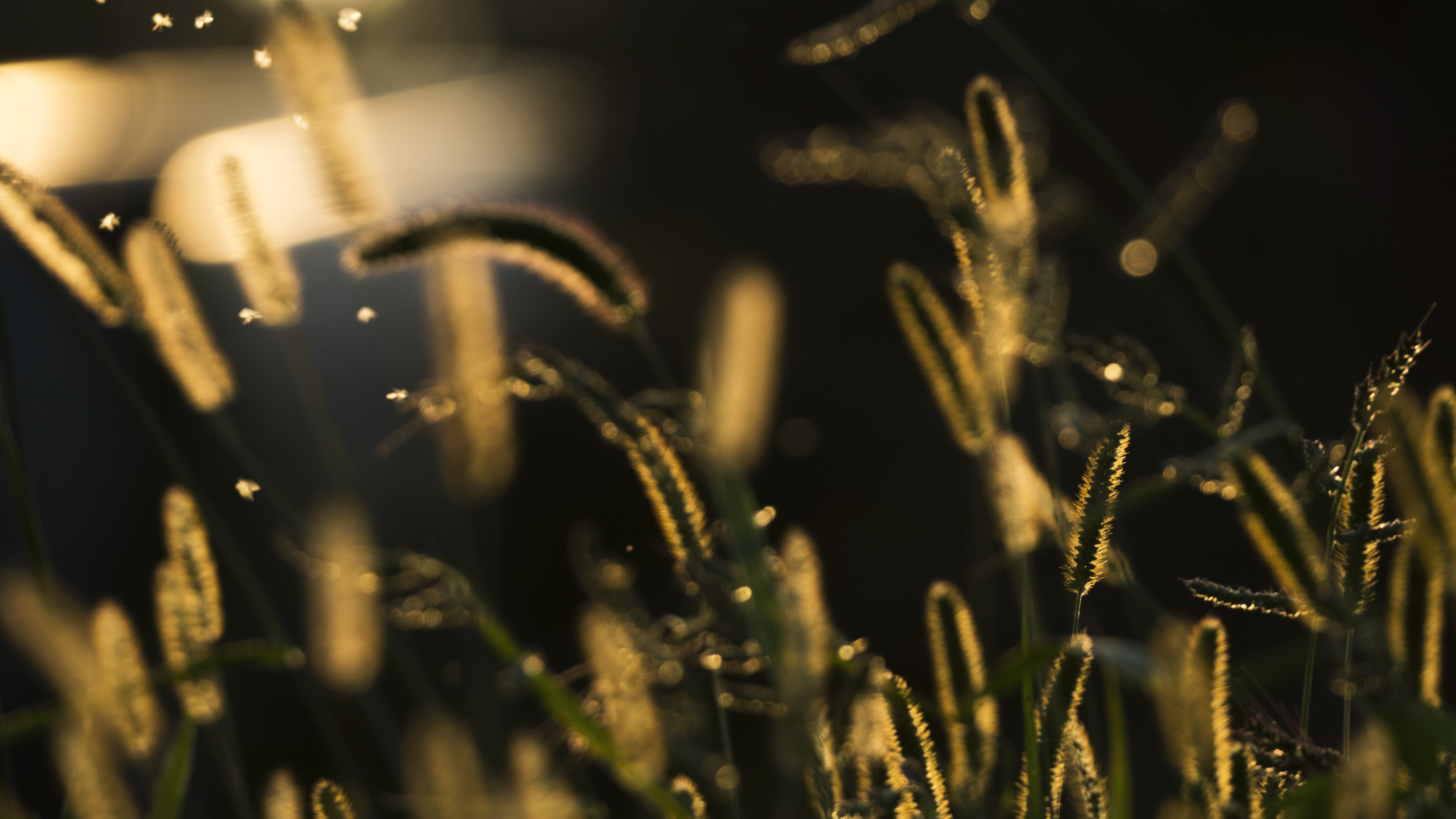 4K Wheat Plants in Sun HD Wallpaper
