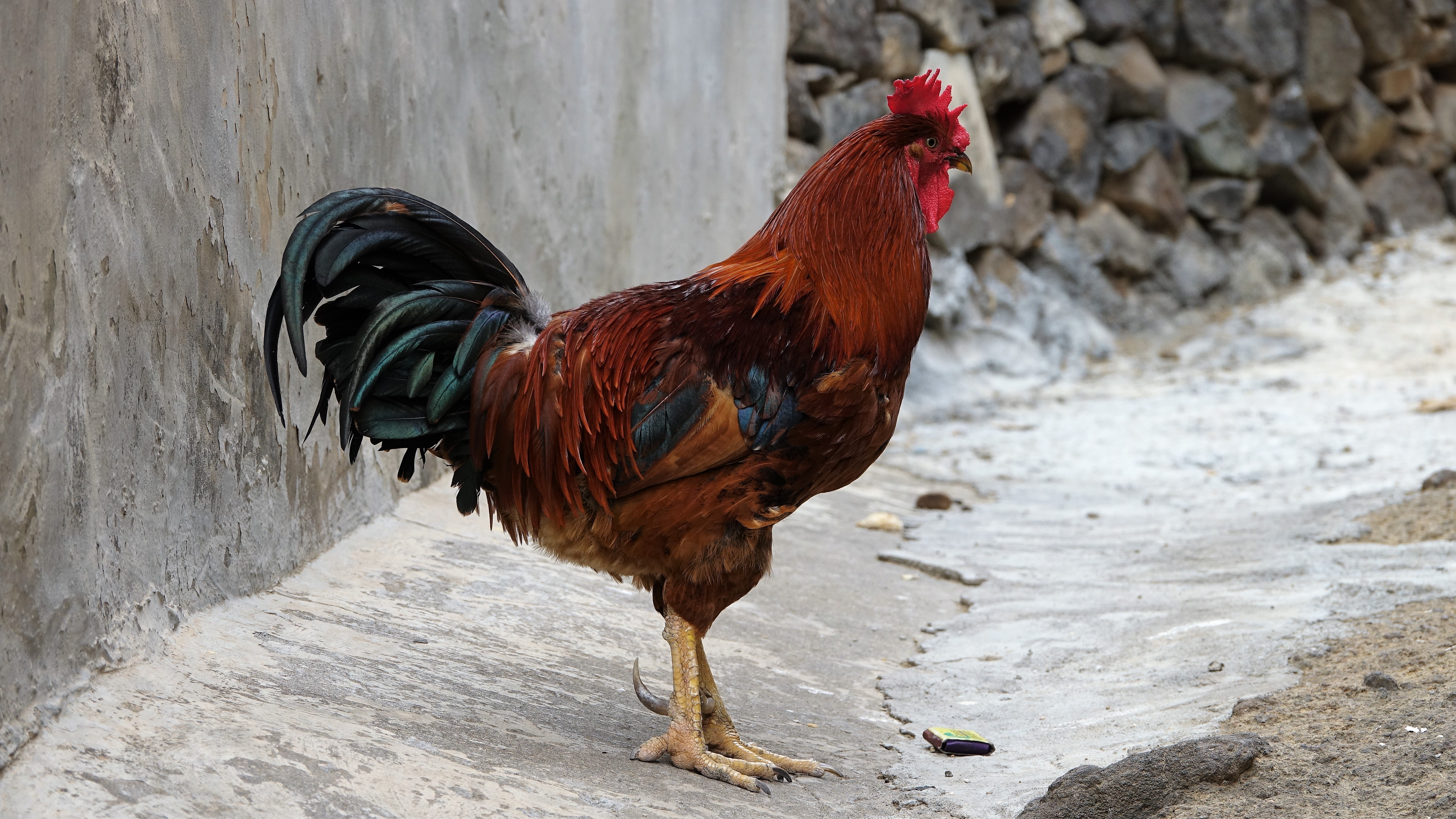 4K Rooster standing on a path HD Wallpaper