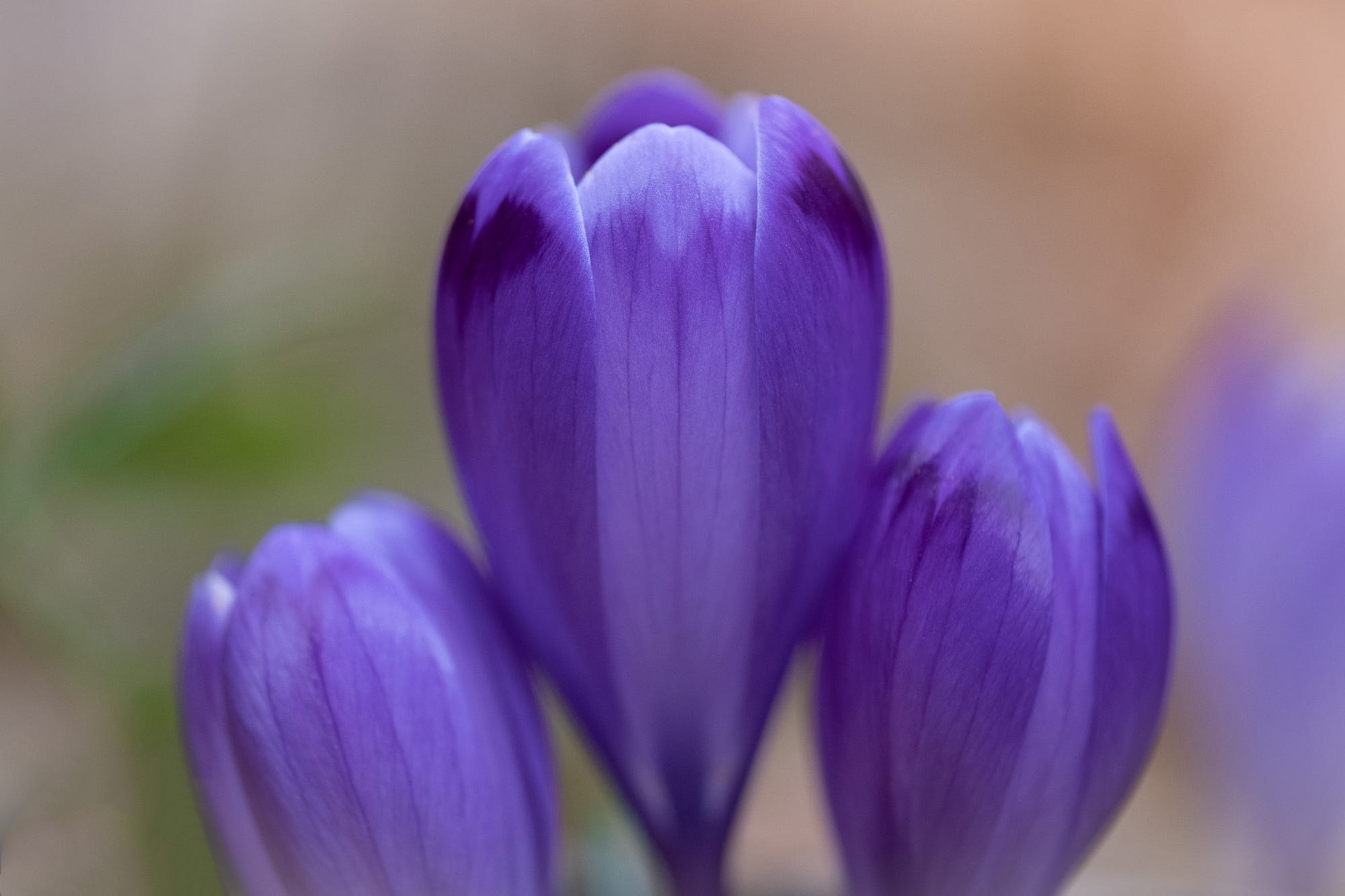 Purple Crocus Flowers Macro Photography HD Wallpaper