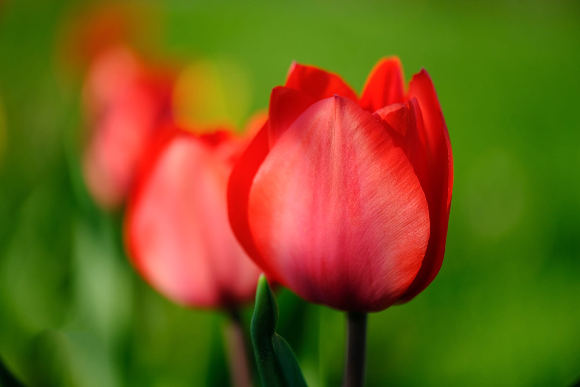Red tulips in a garden HD Wallpaper