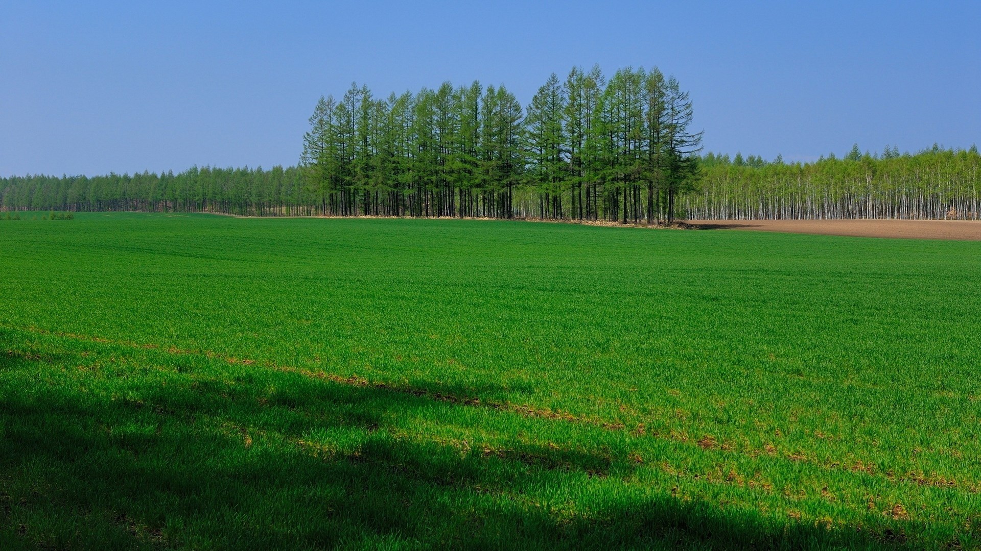 Green field with trees and blue sky HD Wallpaper