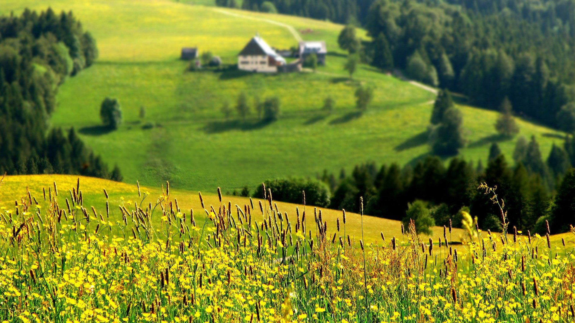 A pastoral landscape with a farmhouse and wildflowers HD Wallpaper
