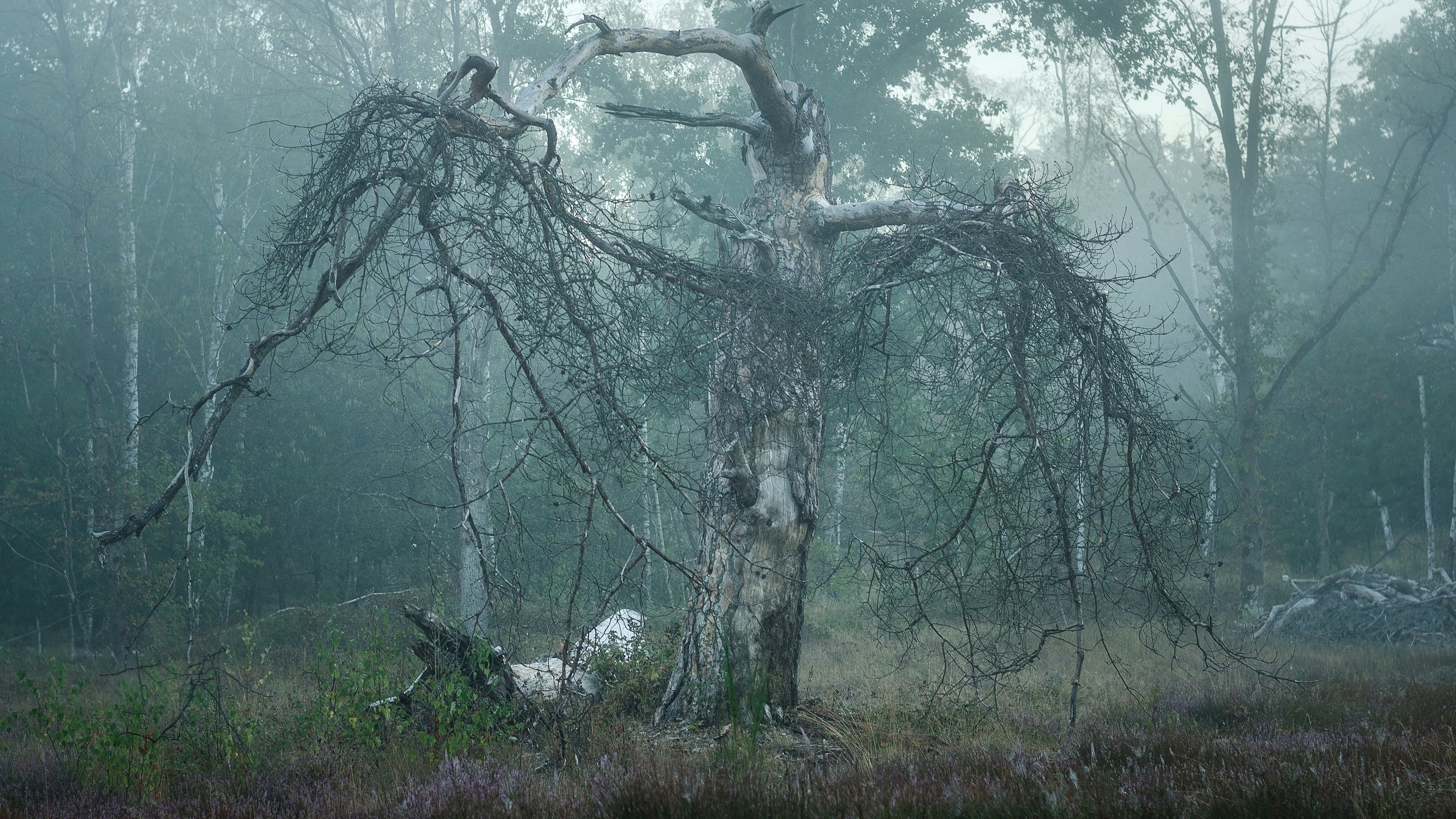Dead tree in a misty forest HD Wallpaper