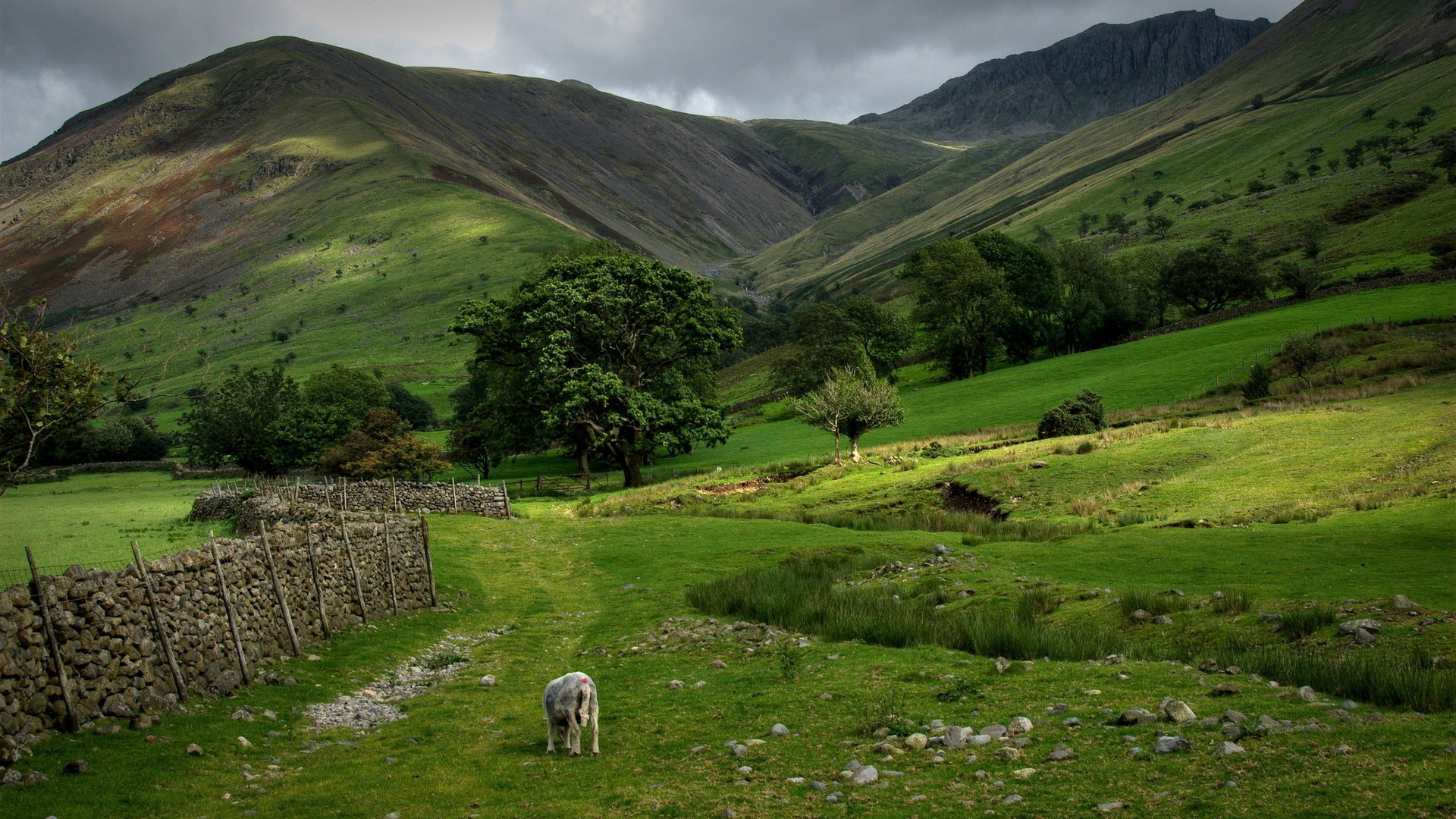 Sheep in a green valley with stone wall and mountains HD Wallpaper